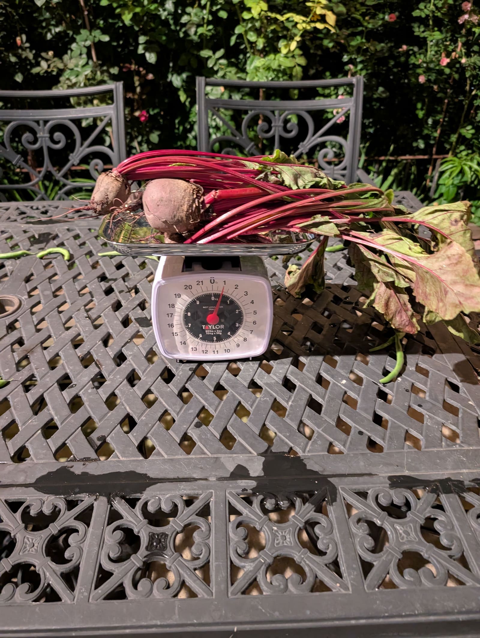 The week's harvest arranged on the table, with the scale in frame. August 2025.