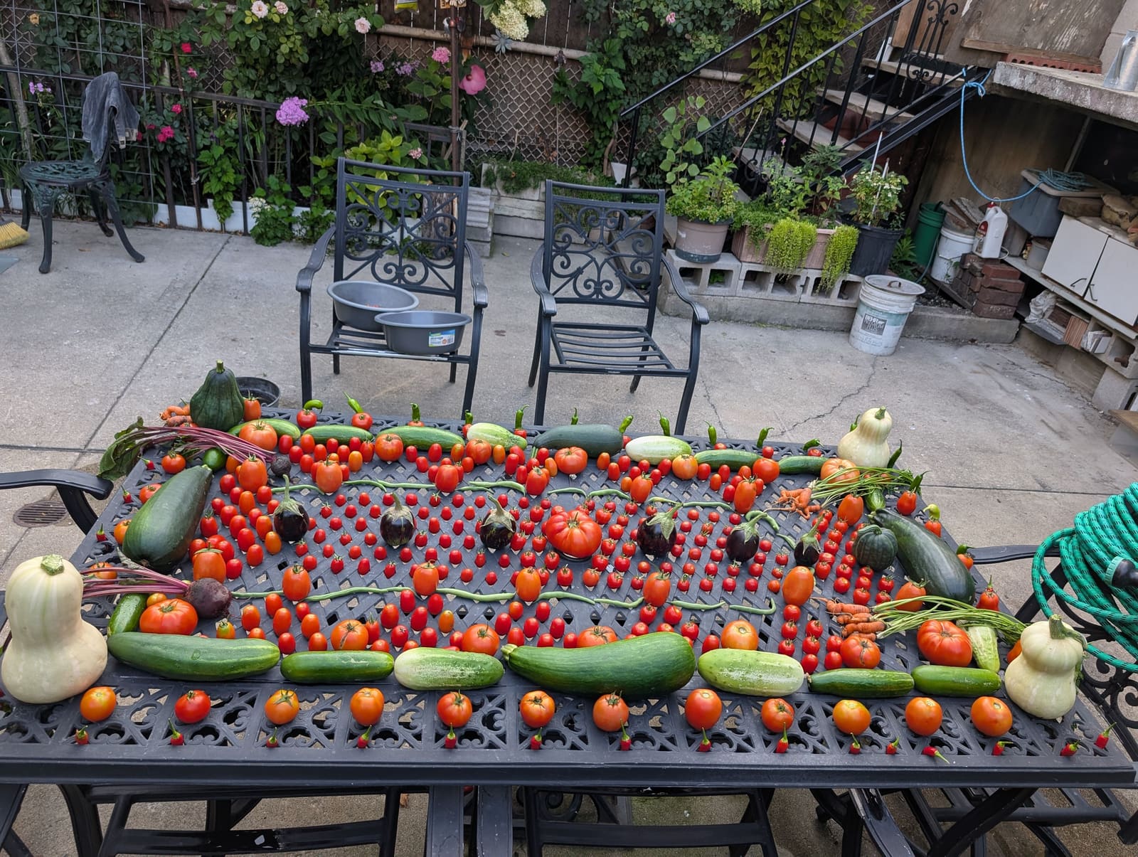 The week's harvest arranged on the table, with the scale in frame. August 2025.
