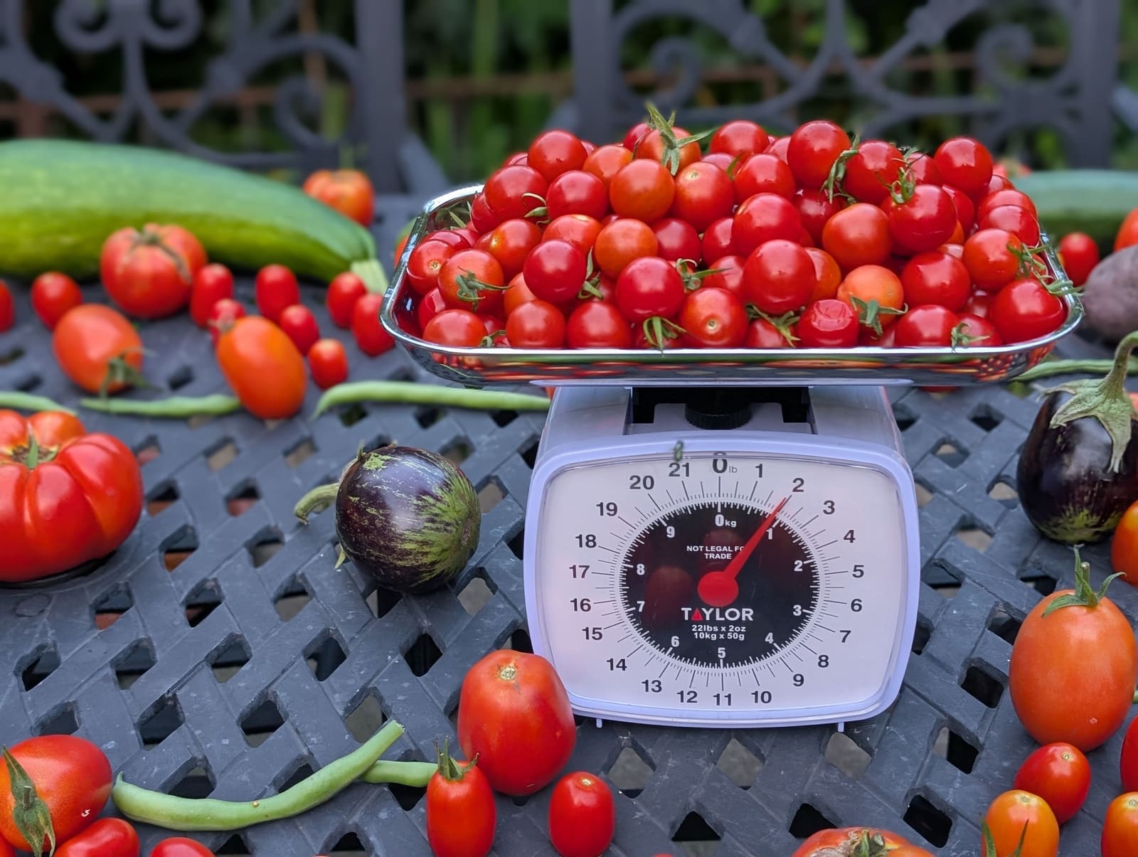 The week's harvest arranged on the table, with the scale in frame. August 2025.
