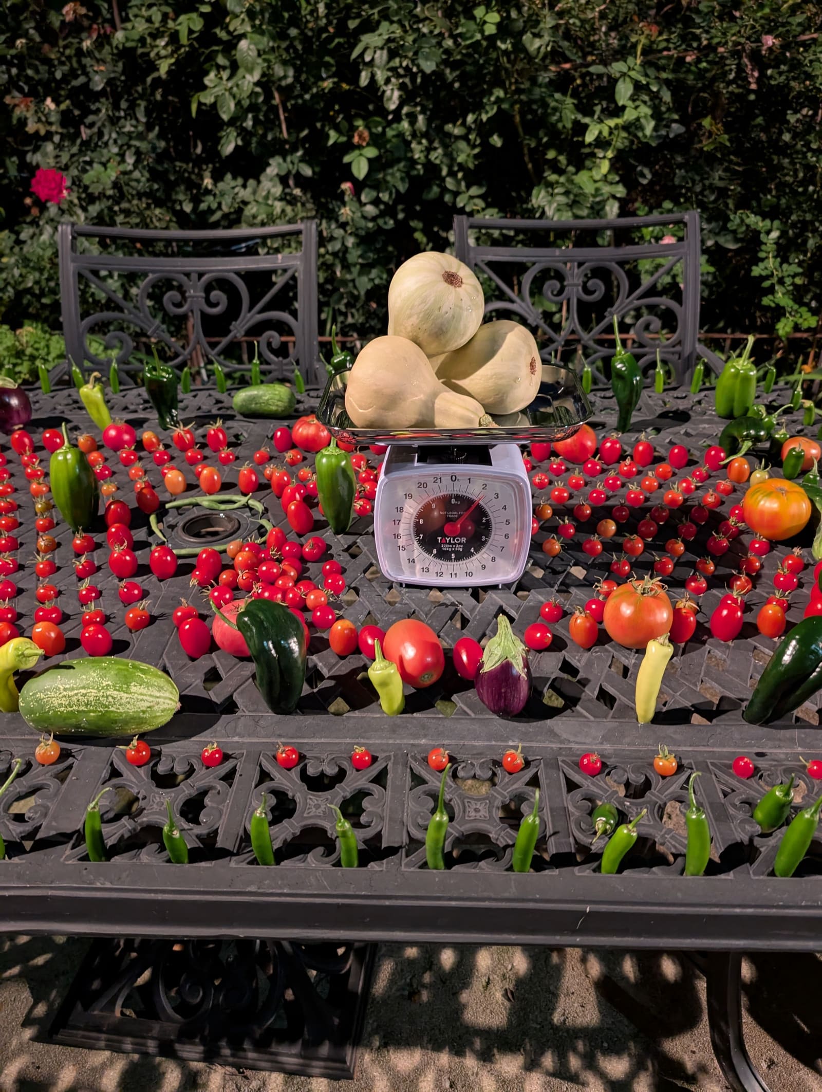 The week's harvest arranged on the table, with the scale in frame. October 2025.