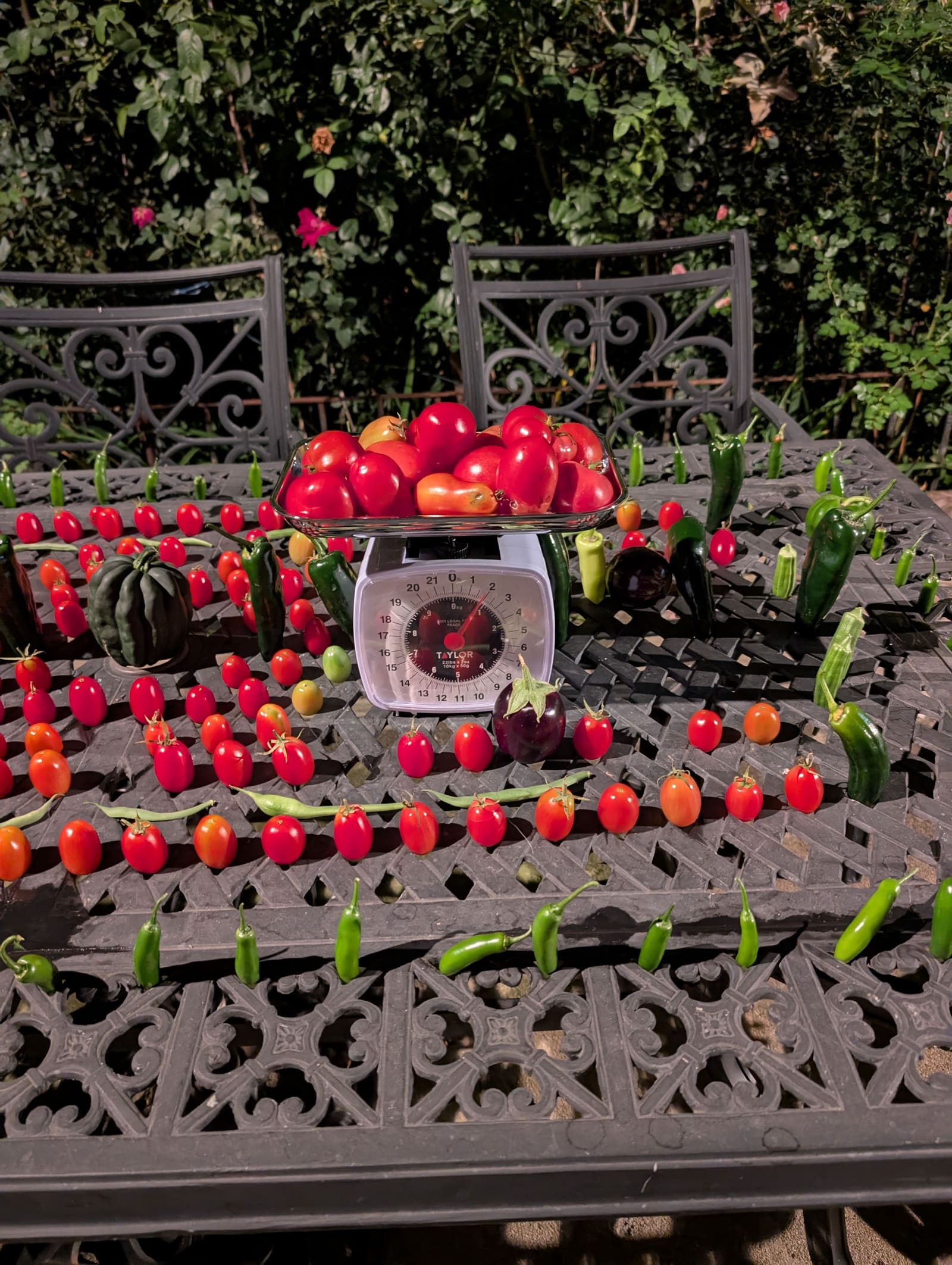 The week's harvest arranged on the table, with the scale in frame. October 2025.