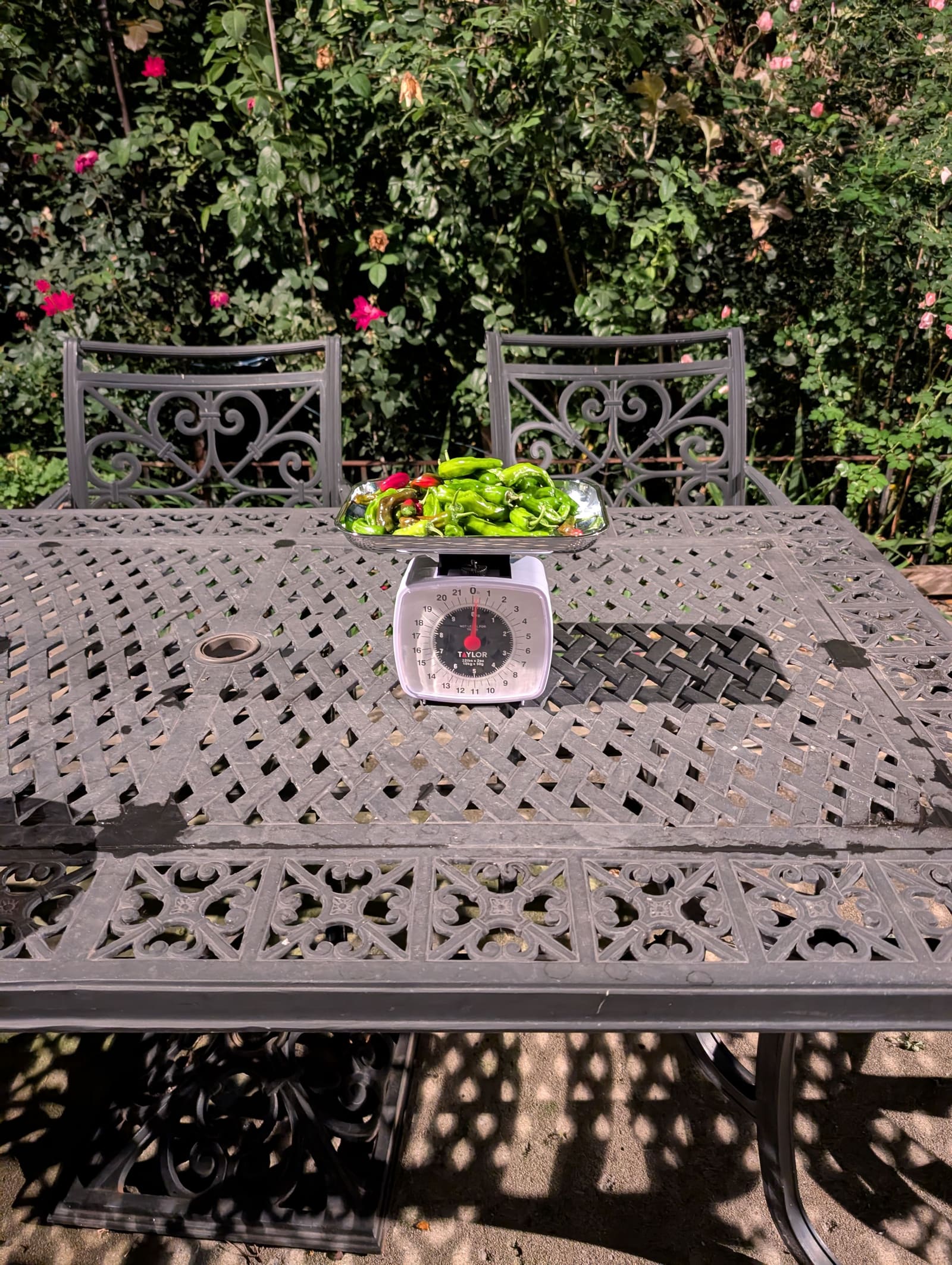 The week's harvest arranged on the table, with the scale in frame. October 2025.