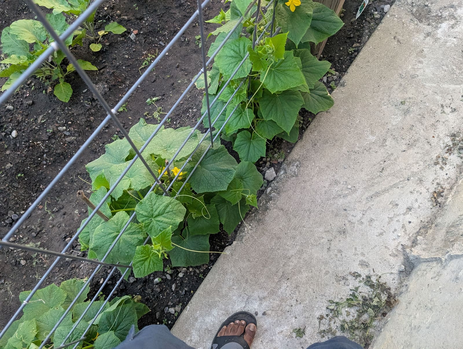 Growing on the ridge. June 2025.