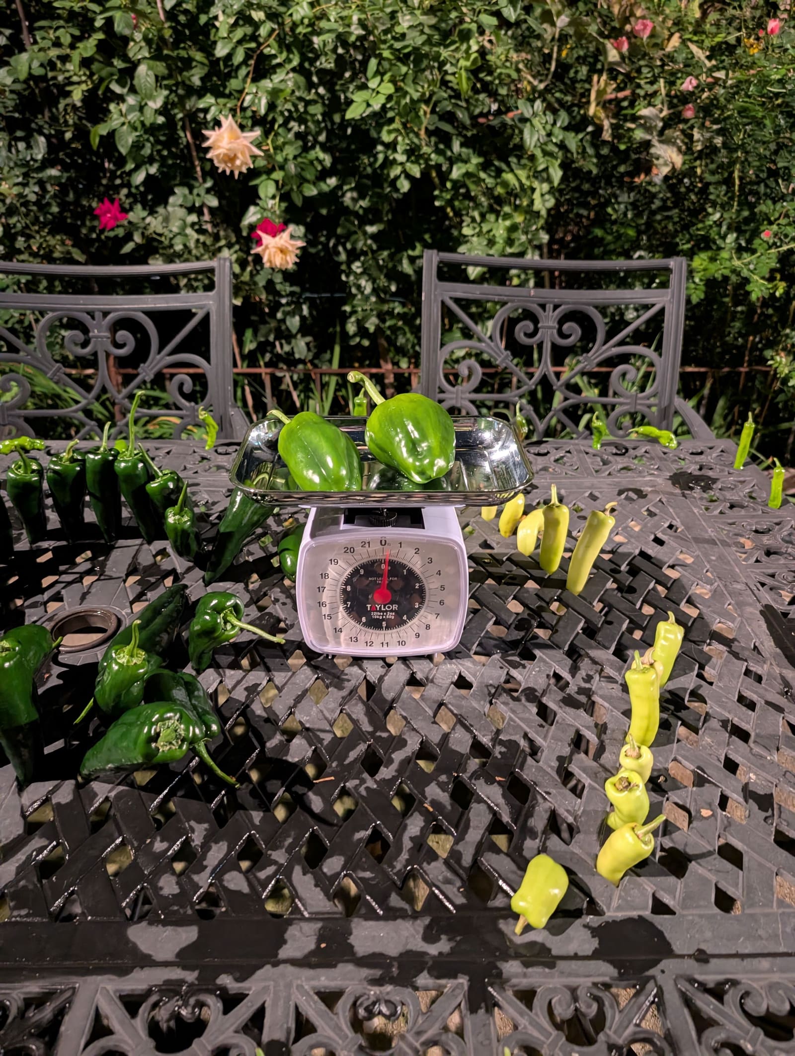 The week's harvest arranged on the table, with the scale in frame. September 2025.
