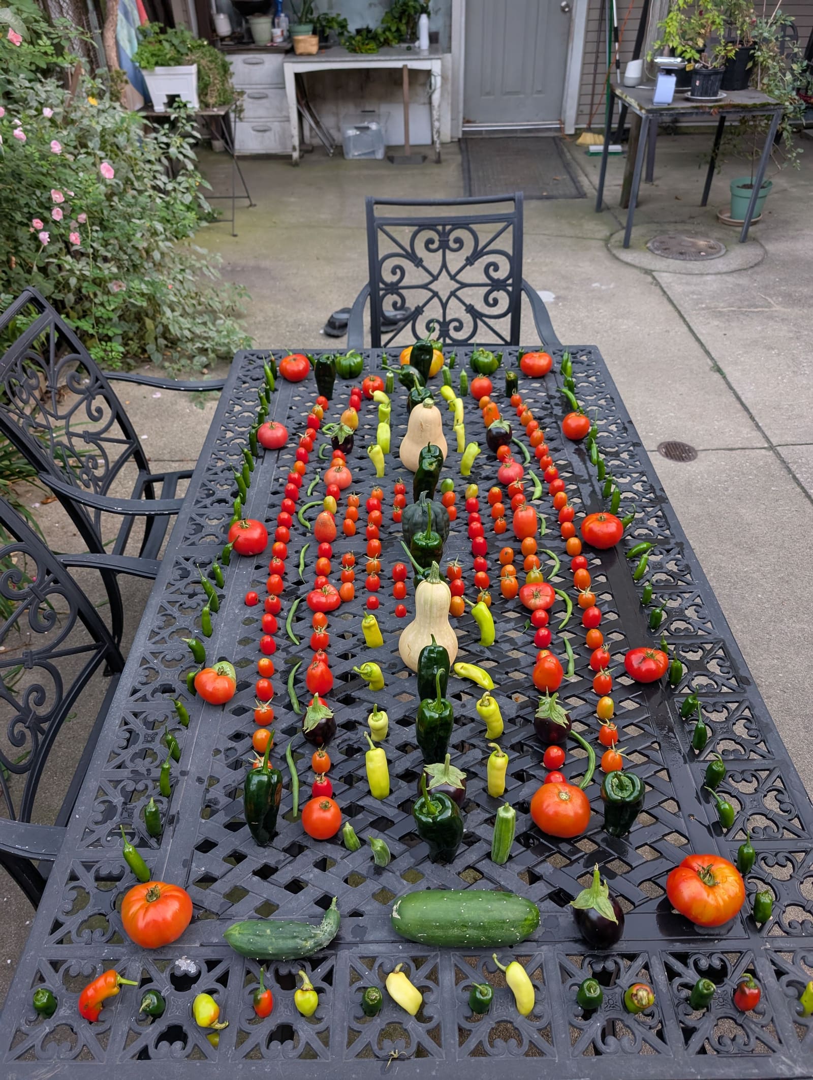 The week's harvest arranged on the table. October 2025.