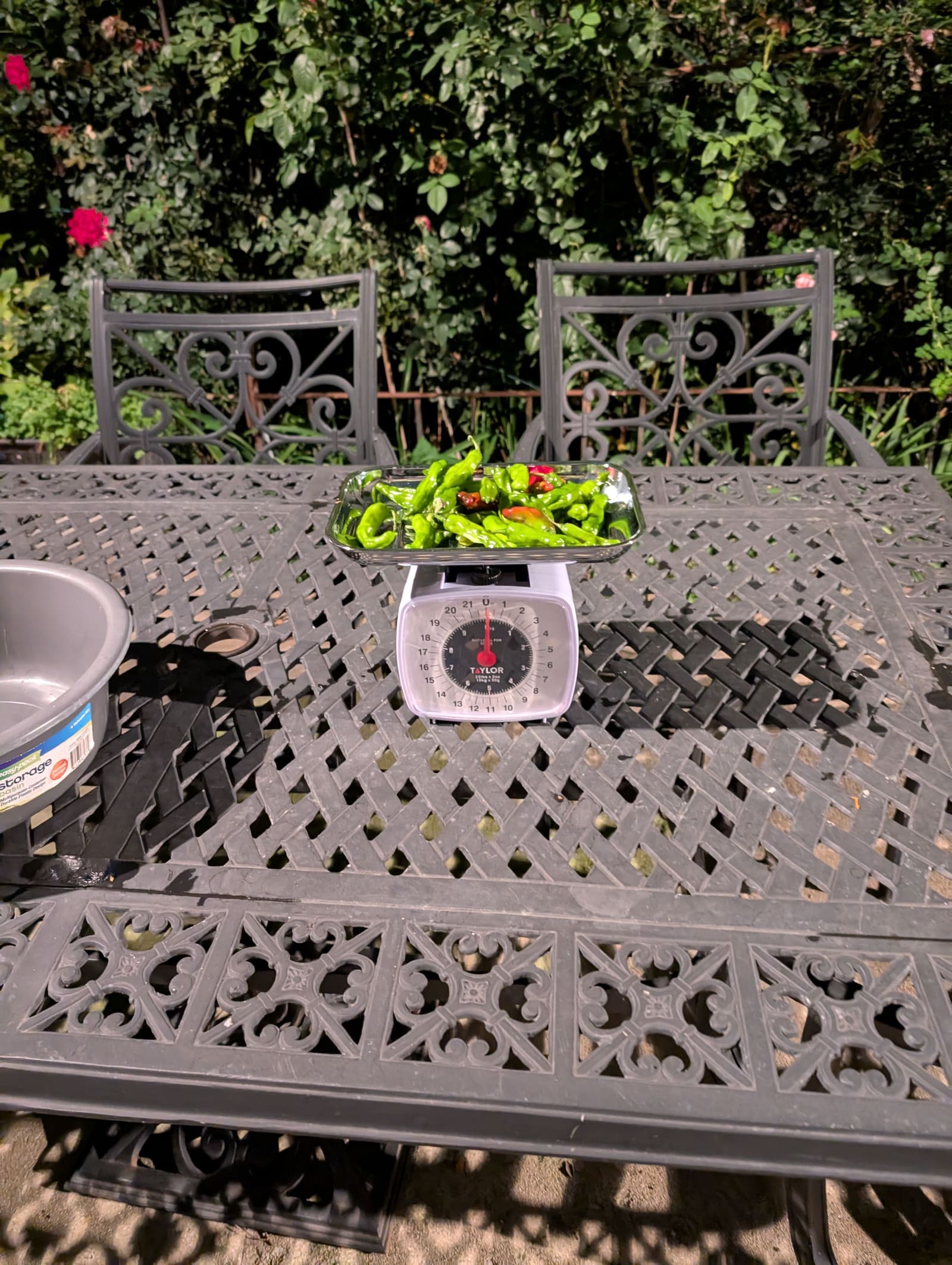 The week's harvest arranged on the table, with the scale in frame. October 2025.