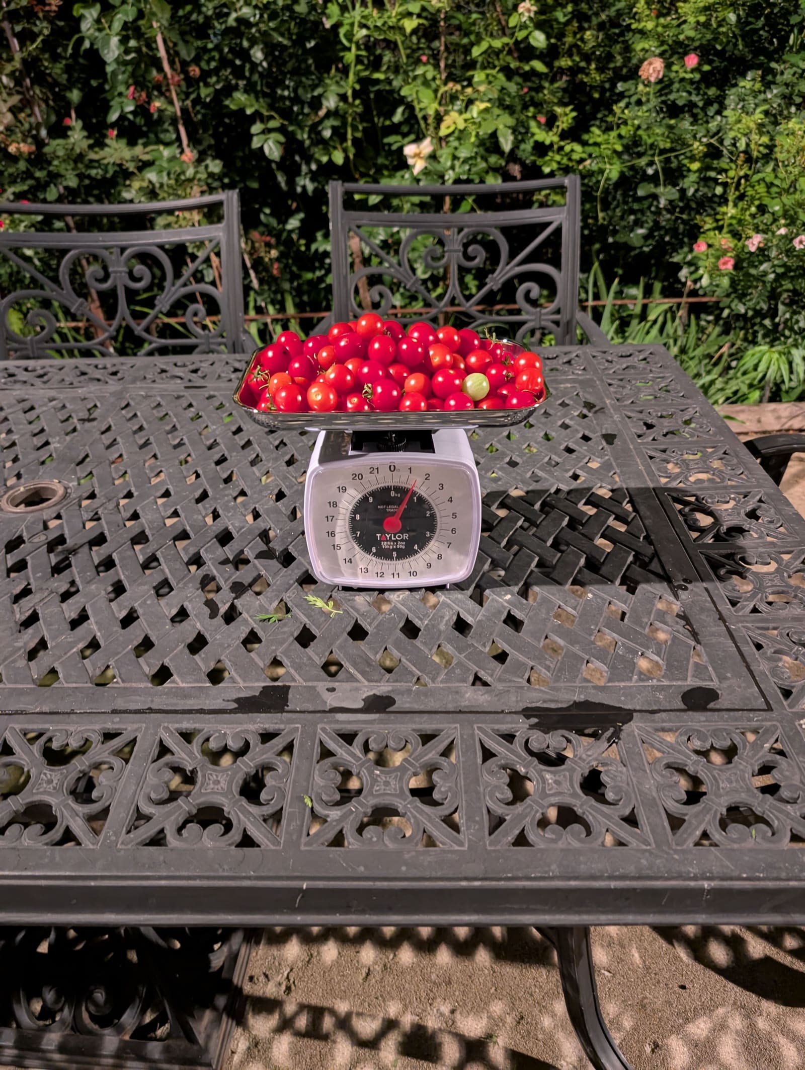 The week's harvest arranged on the table, with the scale in frame. August 2025.