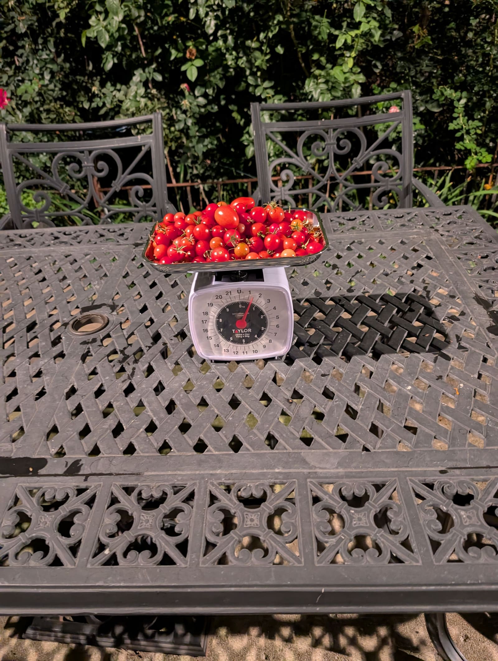 The week's harvest arranged on the table, with the scale in frame. October 2025.