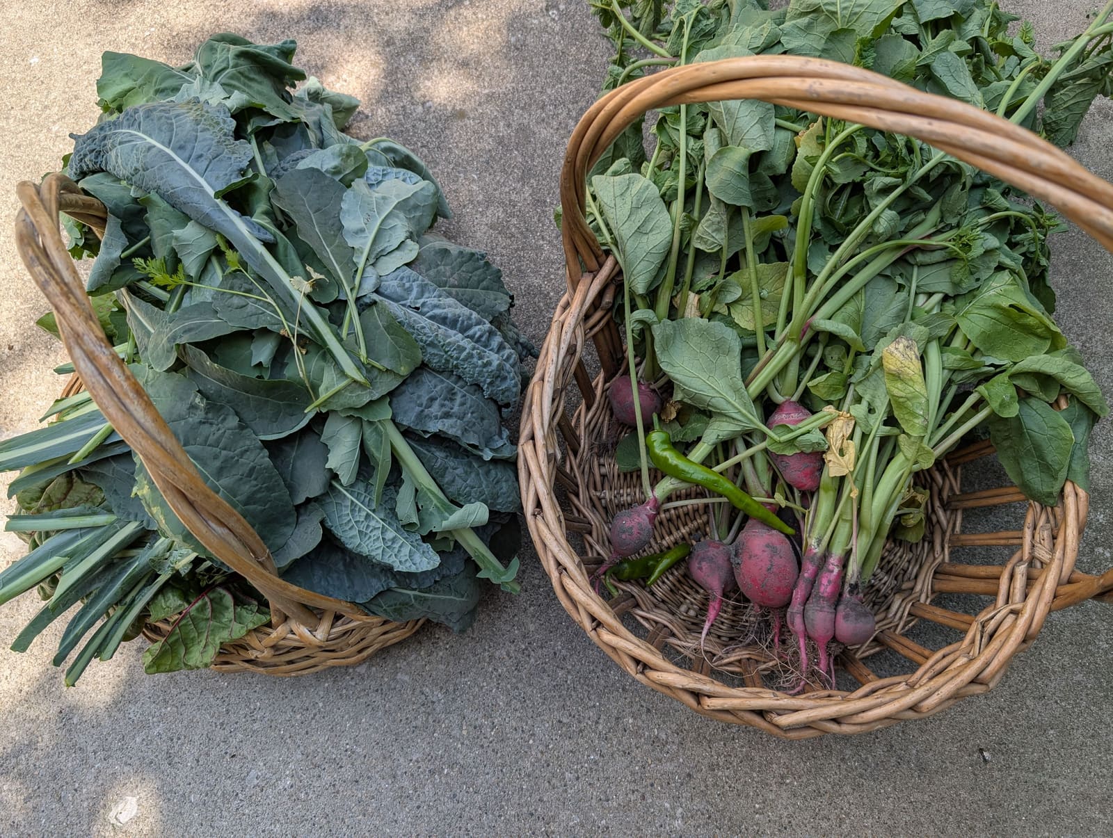 The week's harvest arranged on the table. June 2025.
