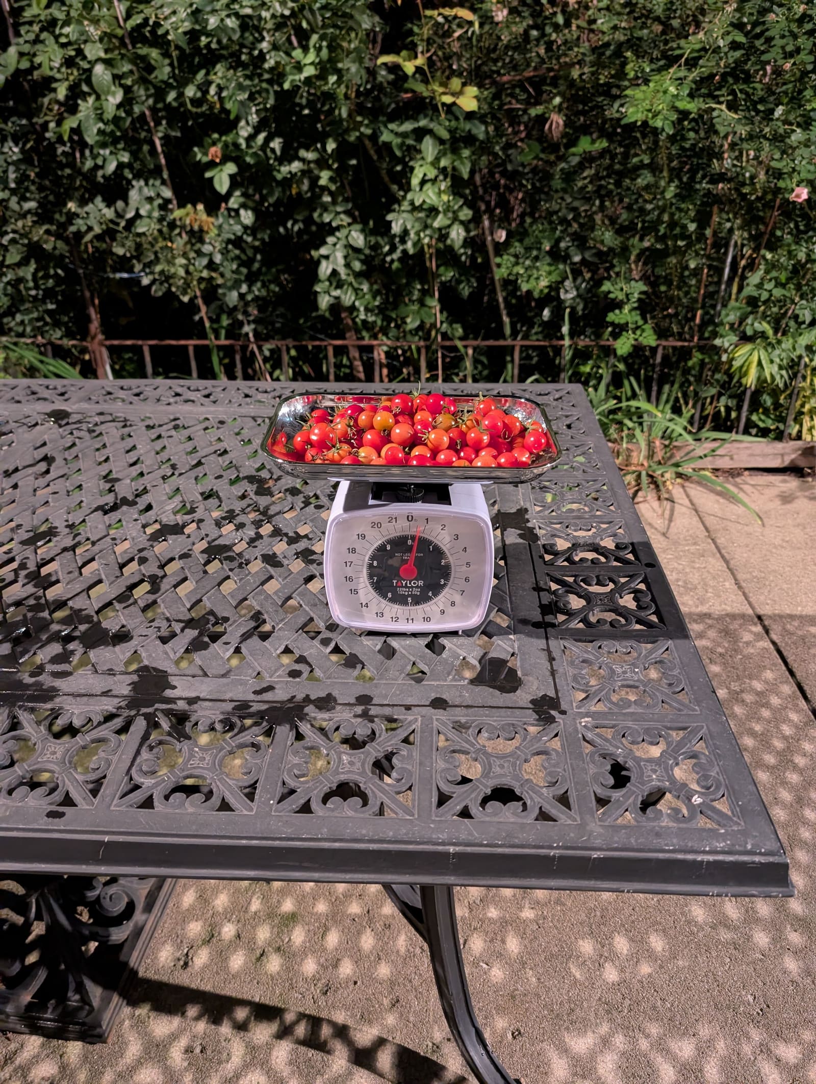 The week's harvest arranged on the table, with the scale in frame. October 2025.