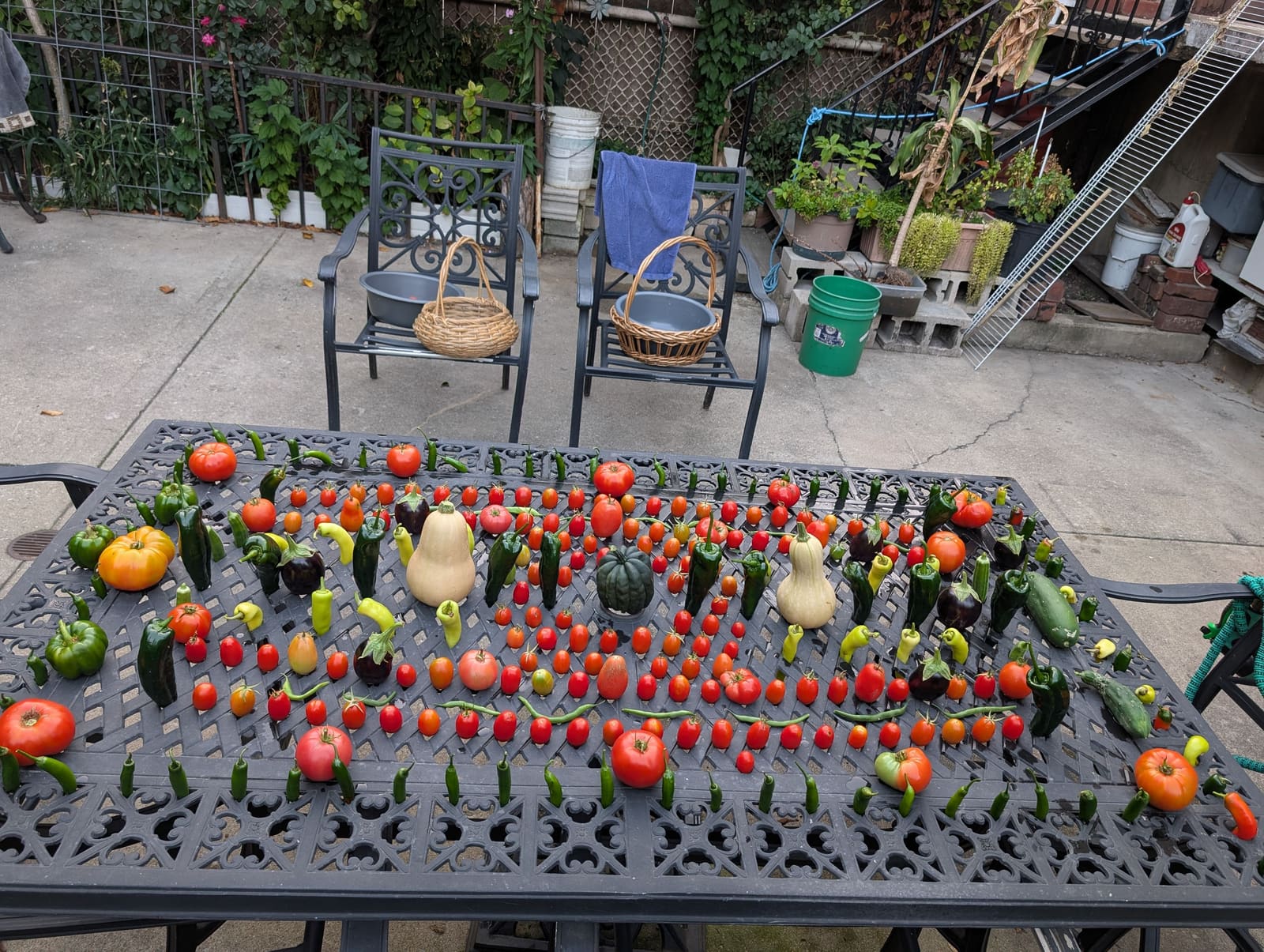 The week's harvest arranged on the table. October 2025.