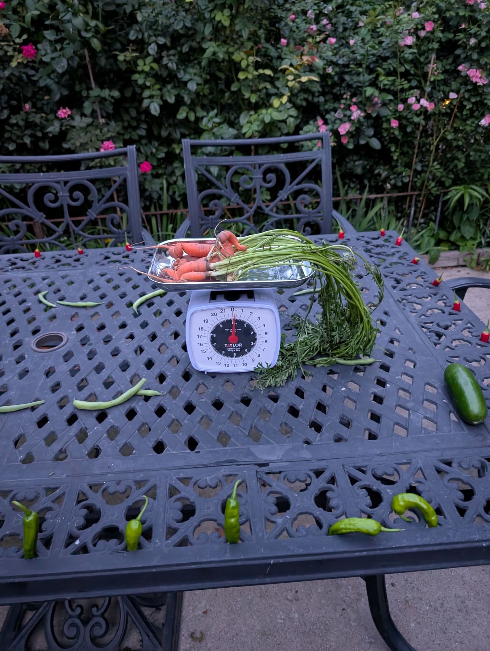 The week's harvest arranged on the table, with the scale in frame. August 2025.