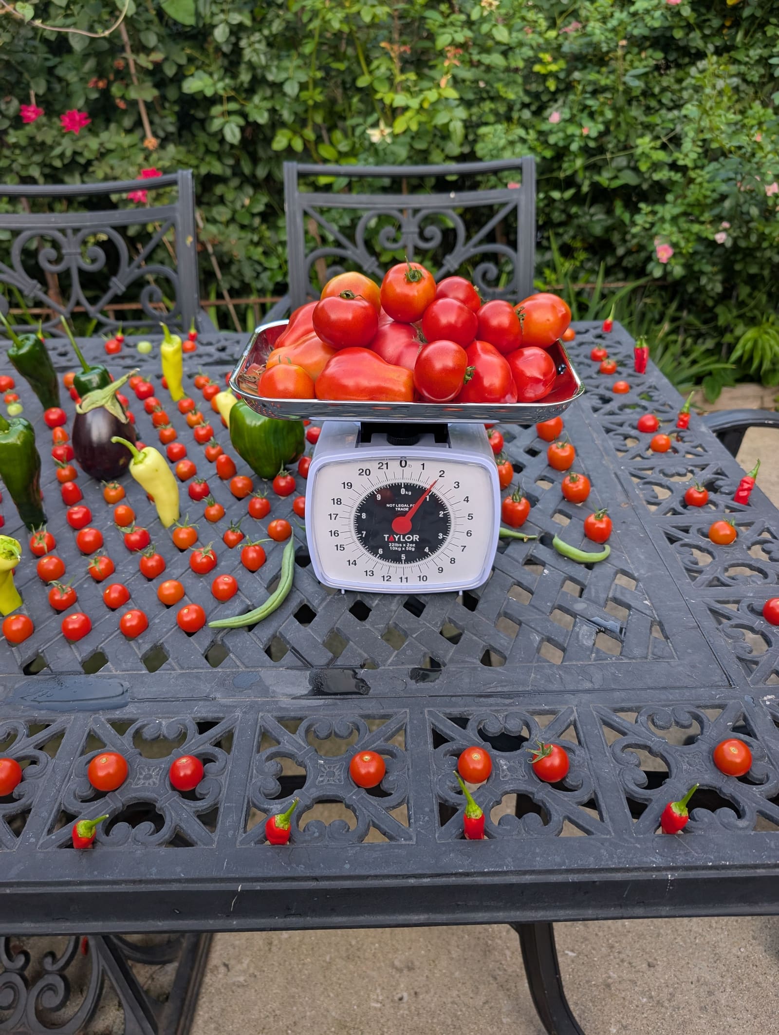 The week's harvest arranged on the table, with the scale in frame. August 2025.
