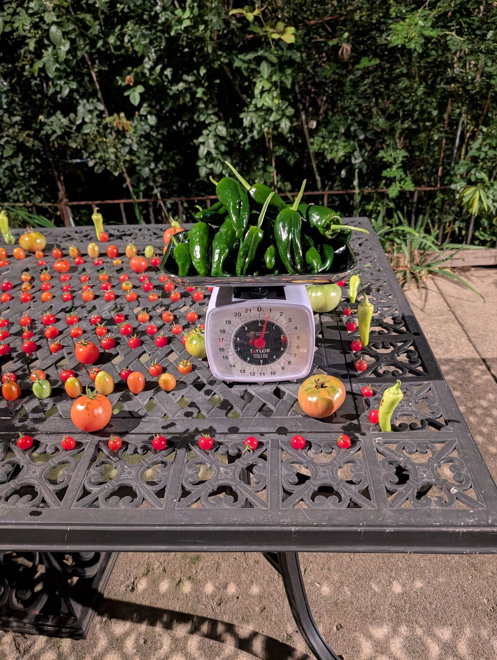 The week's harvest arranged on the table, with the scale in frame. October 2025.