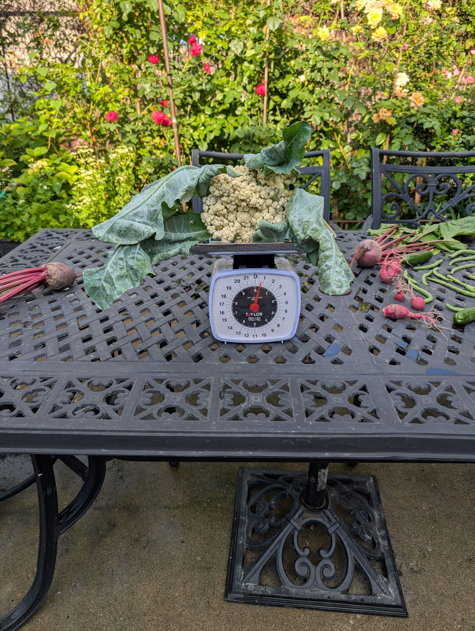 The week's harvest arranged on the table, with the scale in frame. July 2025.