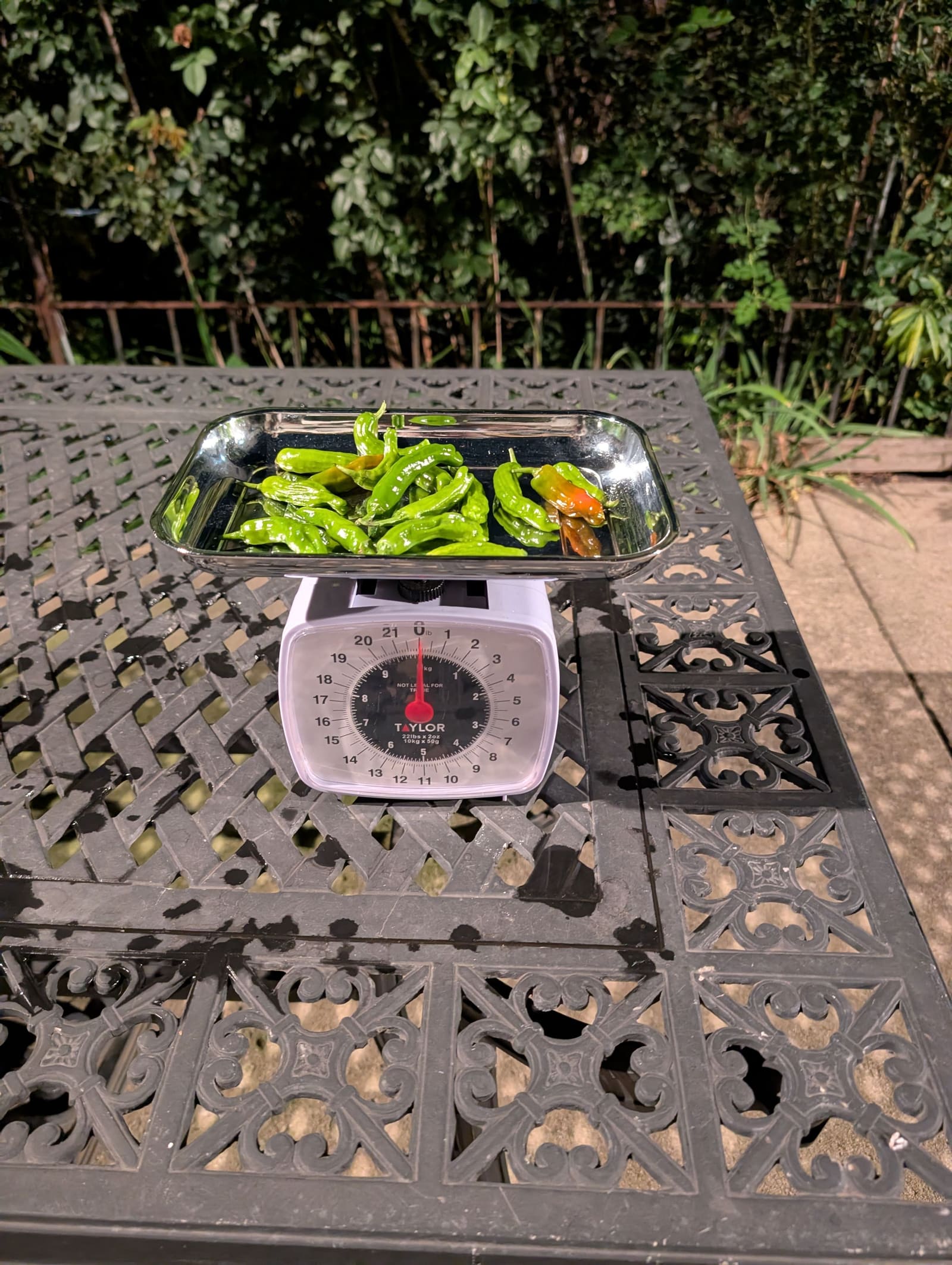 The week's harvest arranged on the table, with the scale in frame. October 2025.
