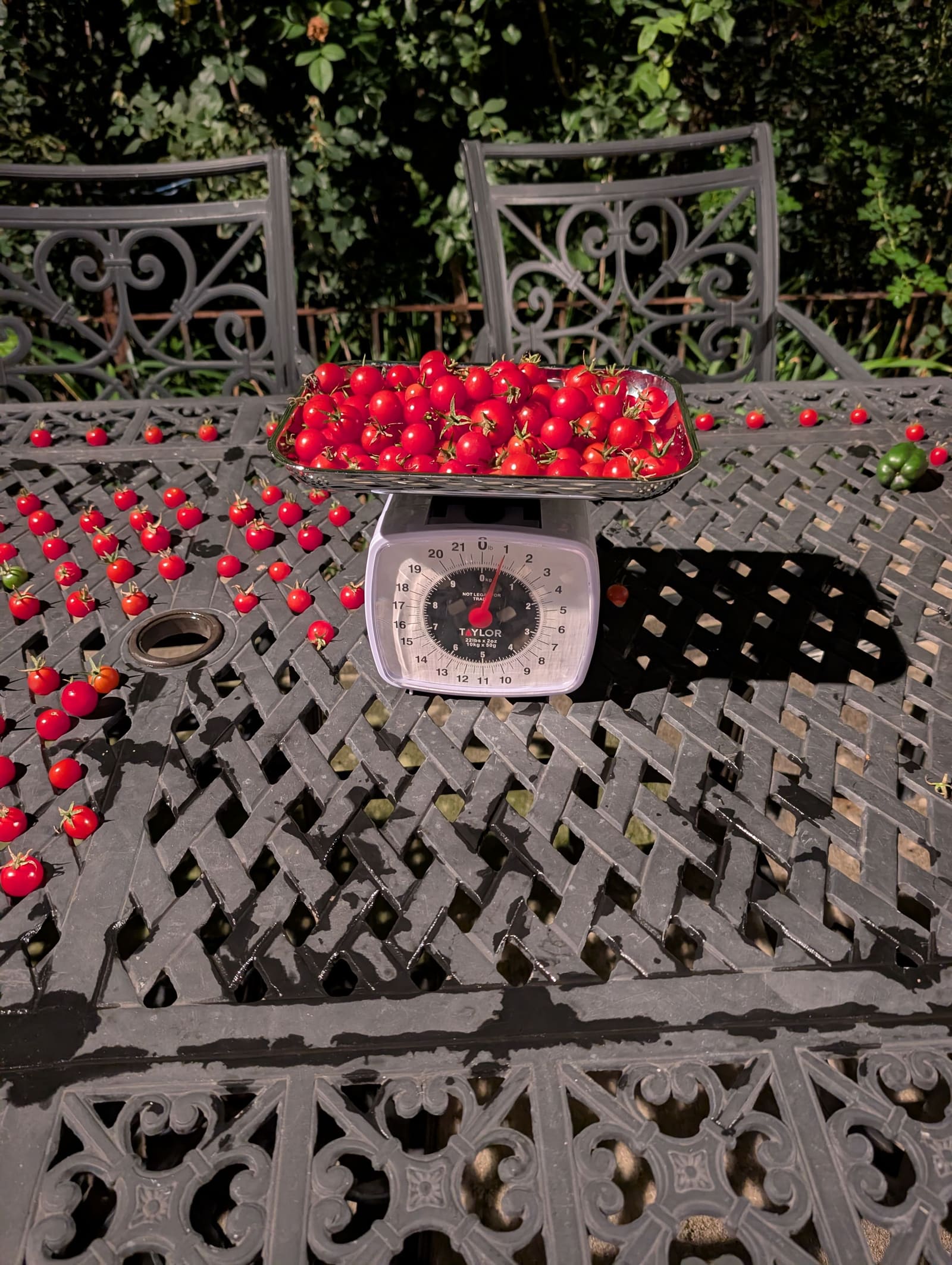 The week's harvest arranged on the table, with the scale in frame. October 2025.