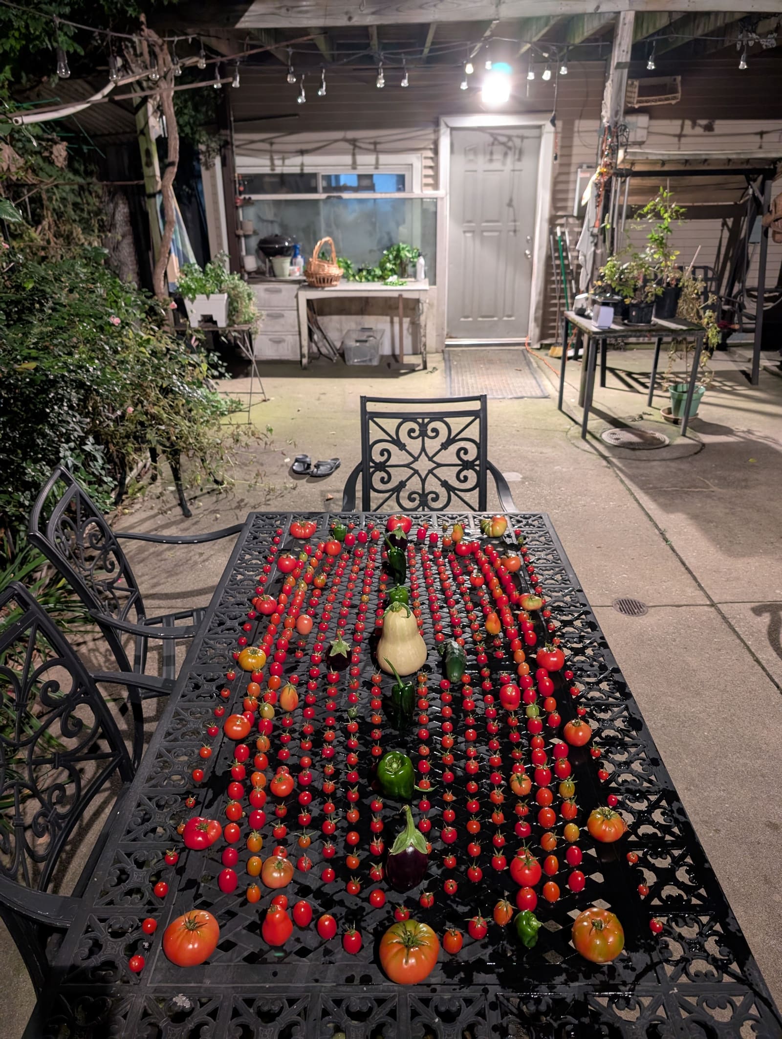 The week's harvest arranged on the table. October 2025.