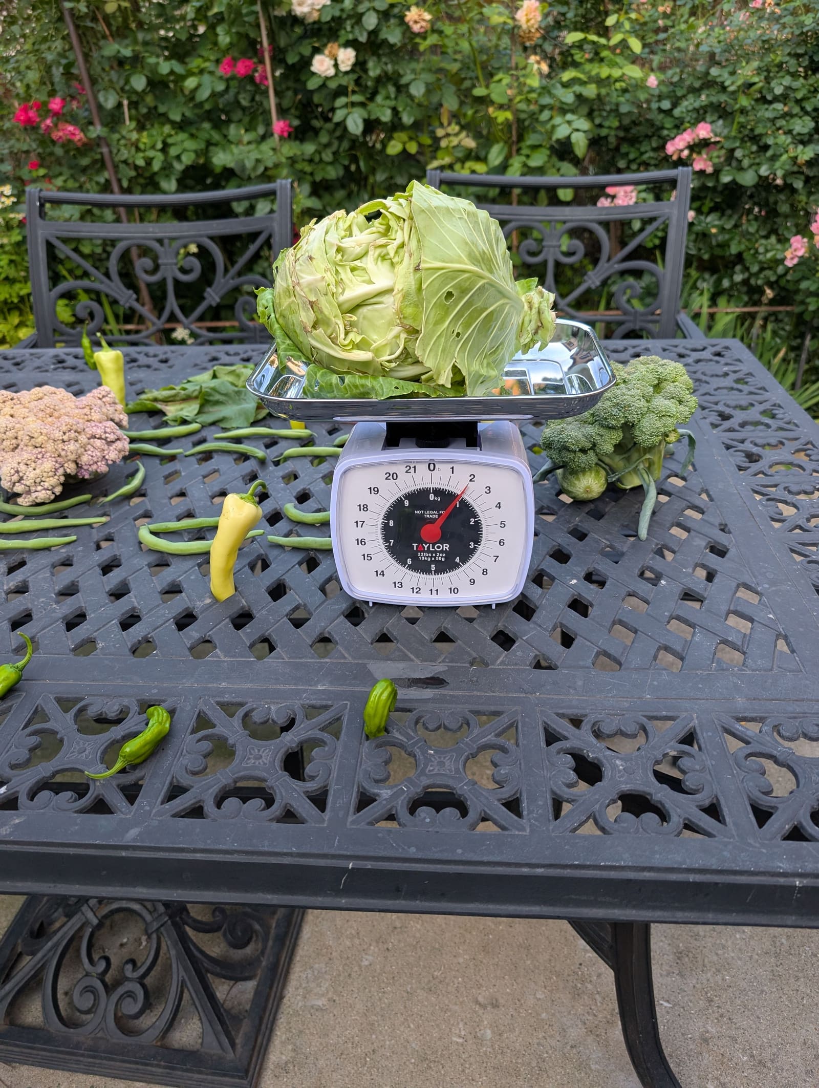 The week's harvest arranged on the table, with the scale in frame. July 2025.