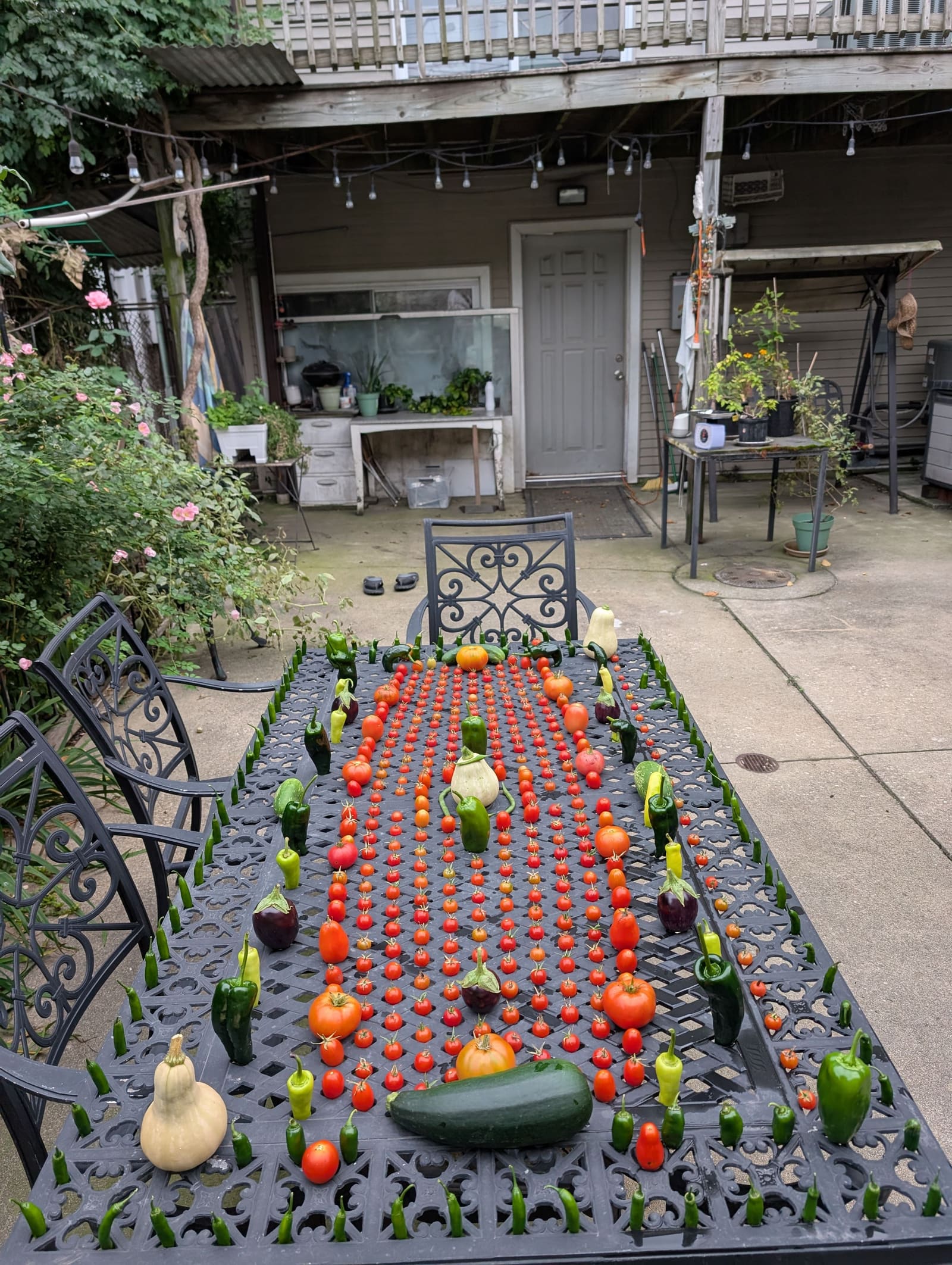 The week's harvest arranged on the table. October 2025.