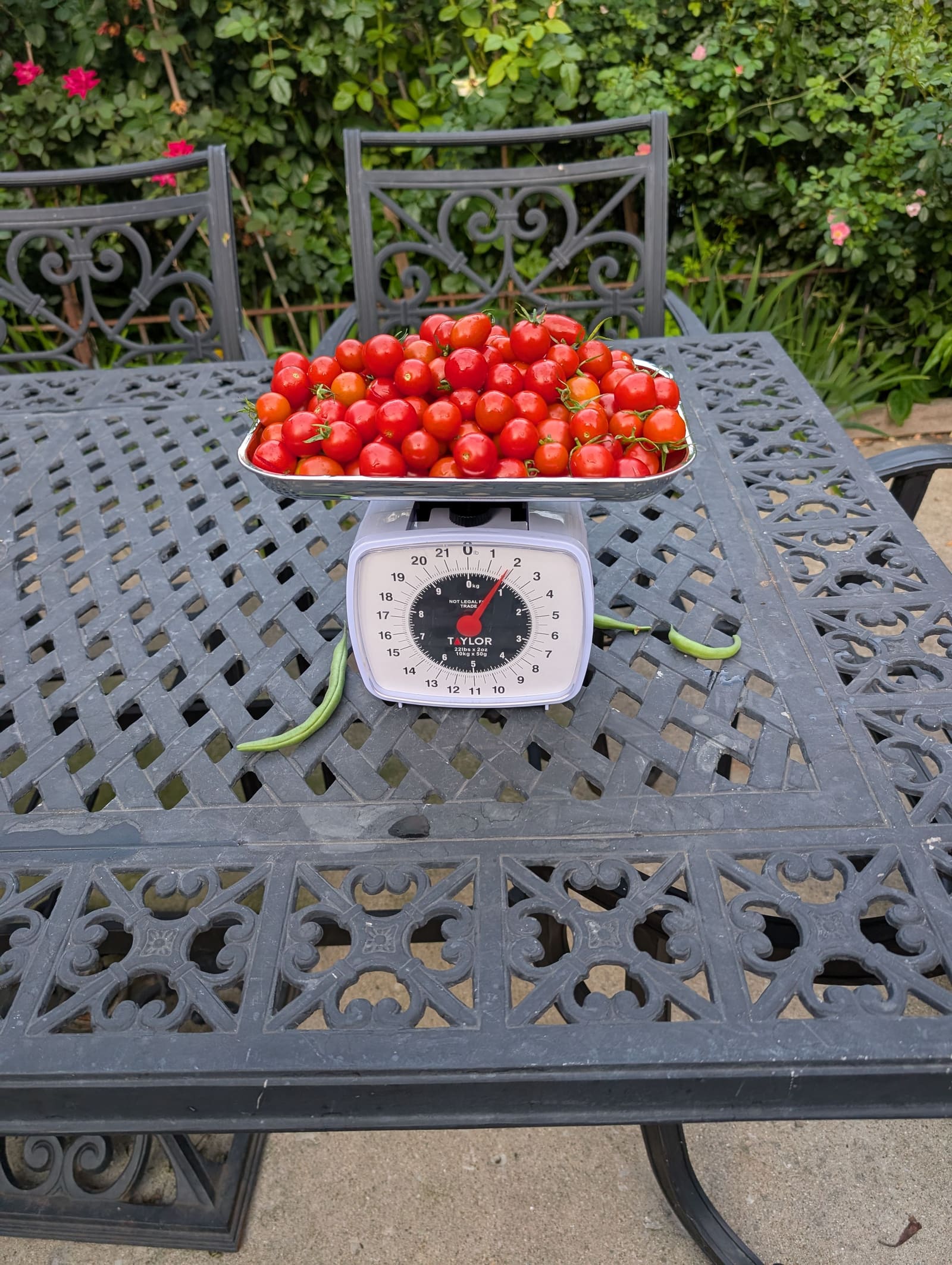 The week's harvest arranged on the table, with the scale in frame. August 2025.