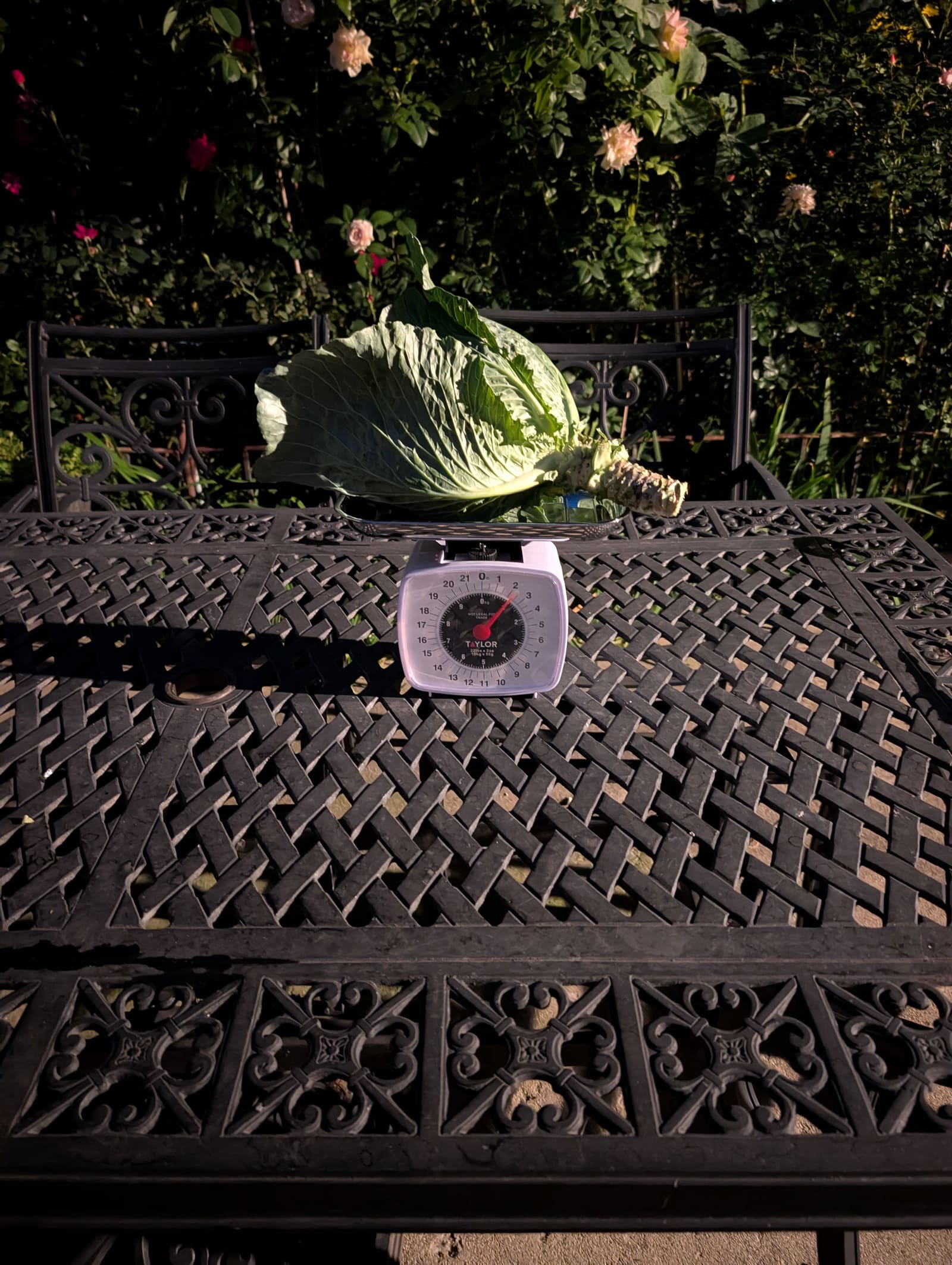The week's harvest arranged on the table, with the scale in frame. September 2025.