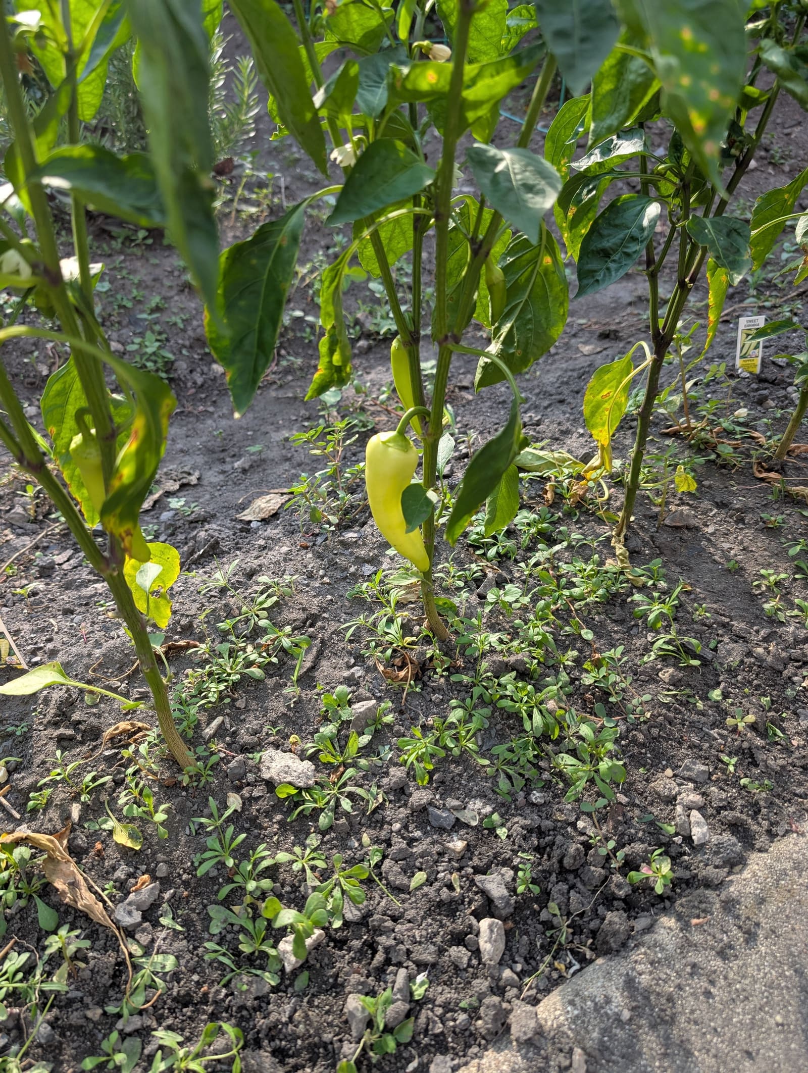 Growing on the ridge. July 2025.