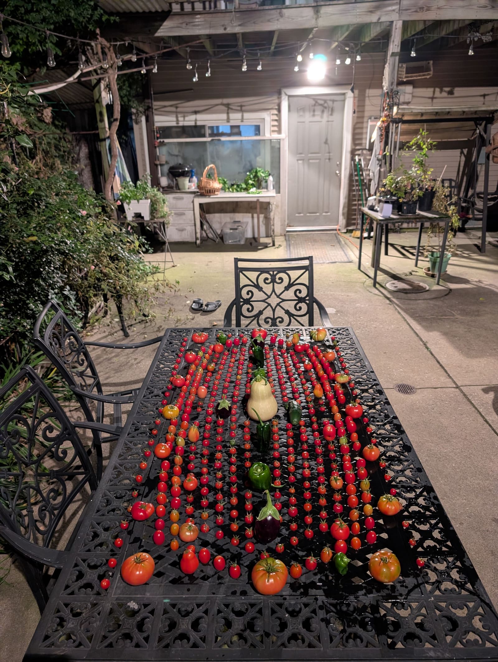 The week's harvest arranged on the table. October 2025.