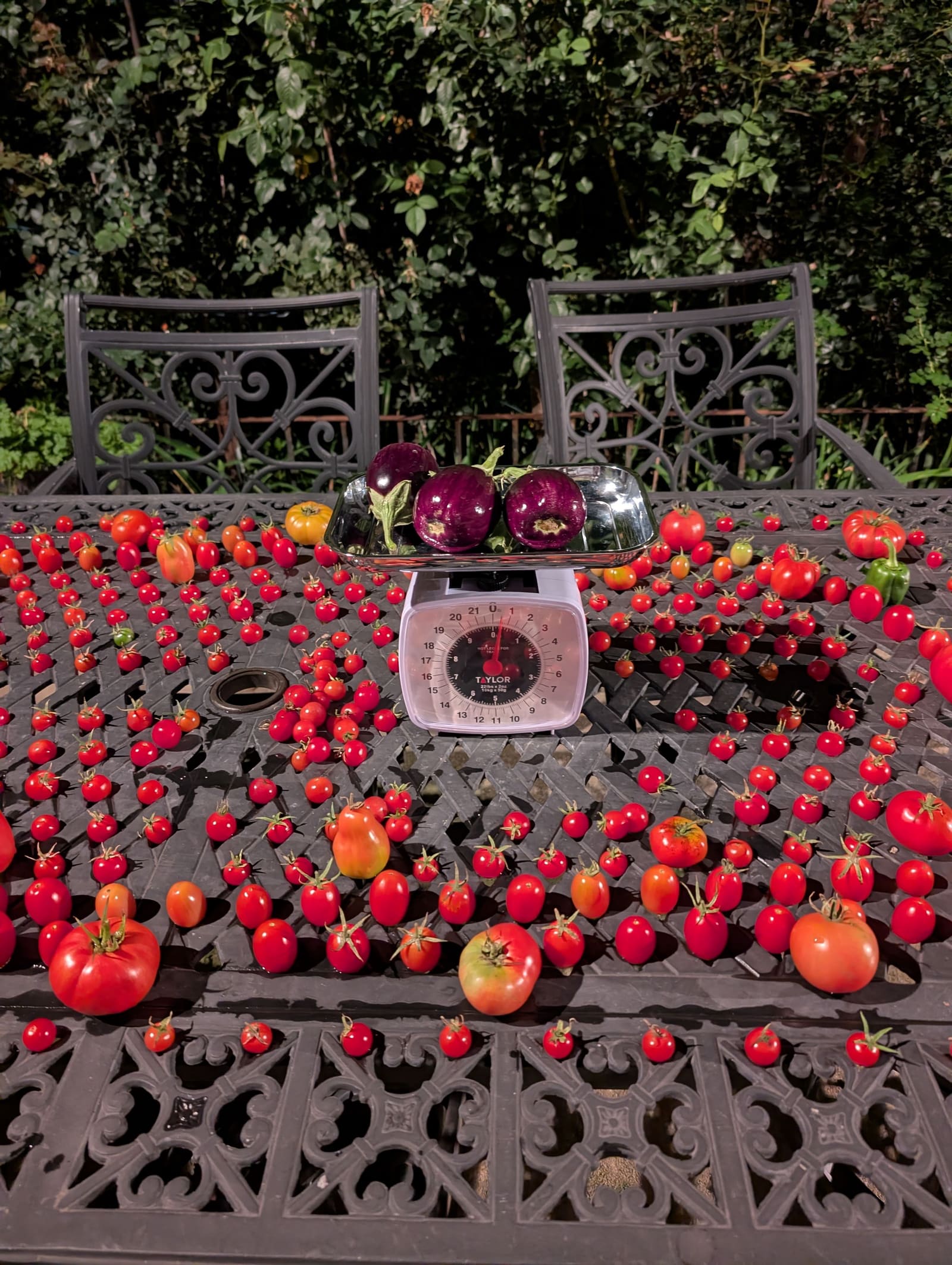 The week's harvest arranged on the table, with the scale in frame. October 2025.