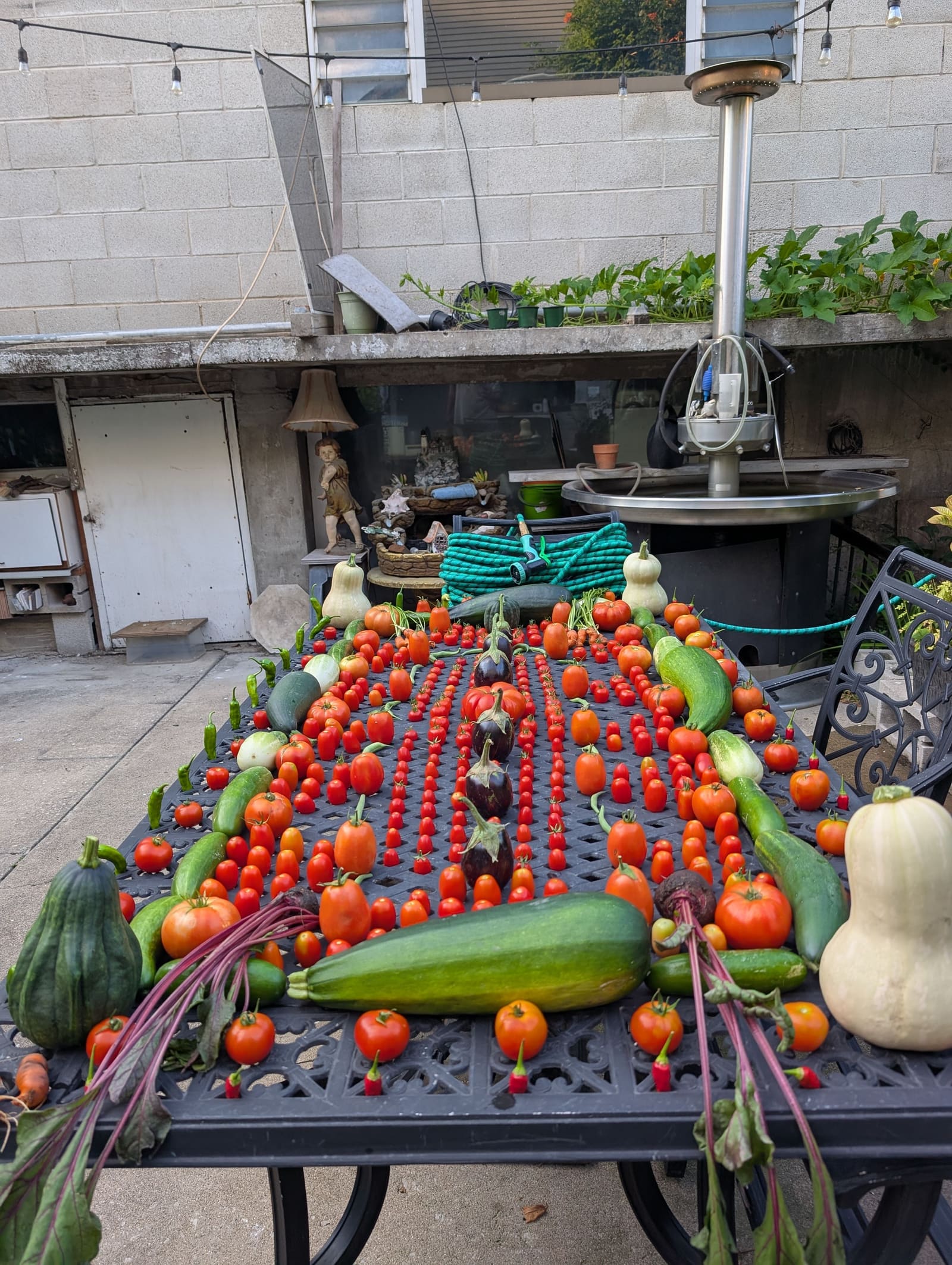 The week's harvest arranged on the table. August 2025.