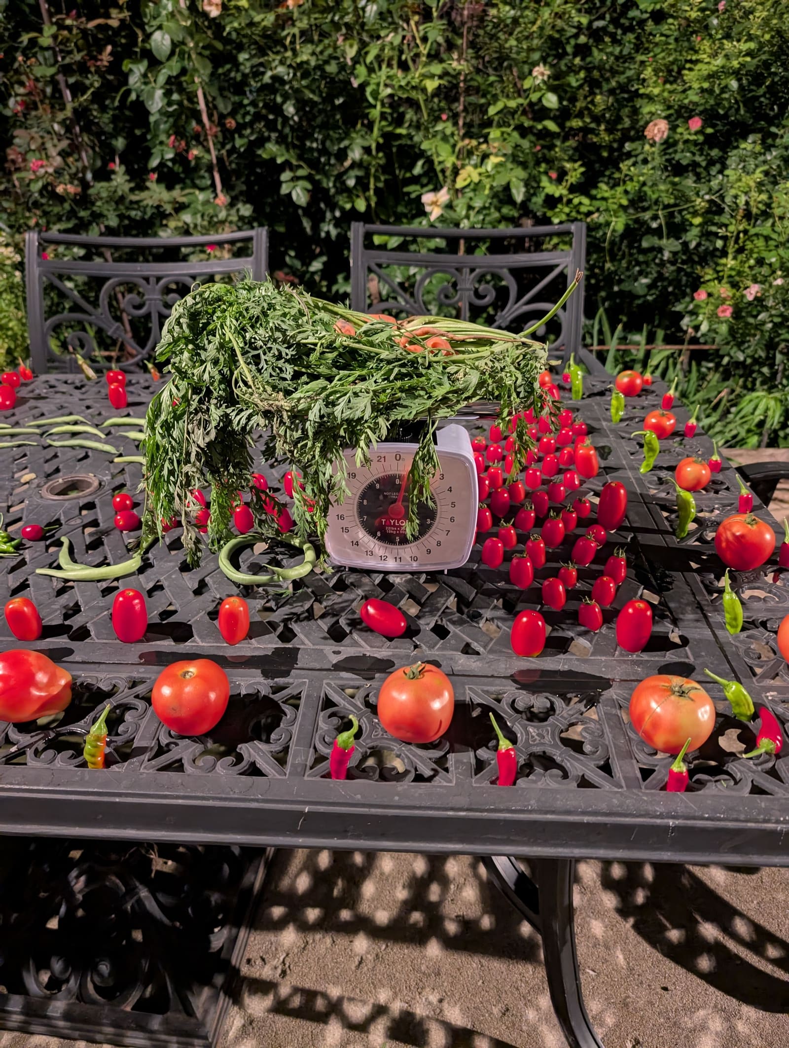 The week's harvest arranged on the table, with the scale in frame. August 2025.