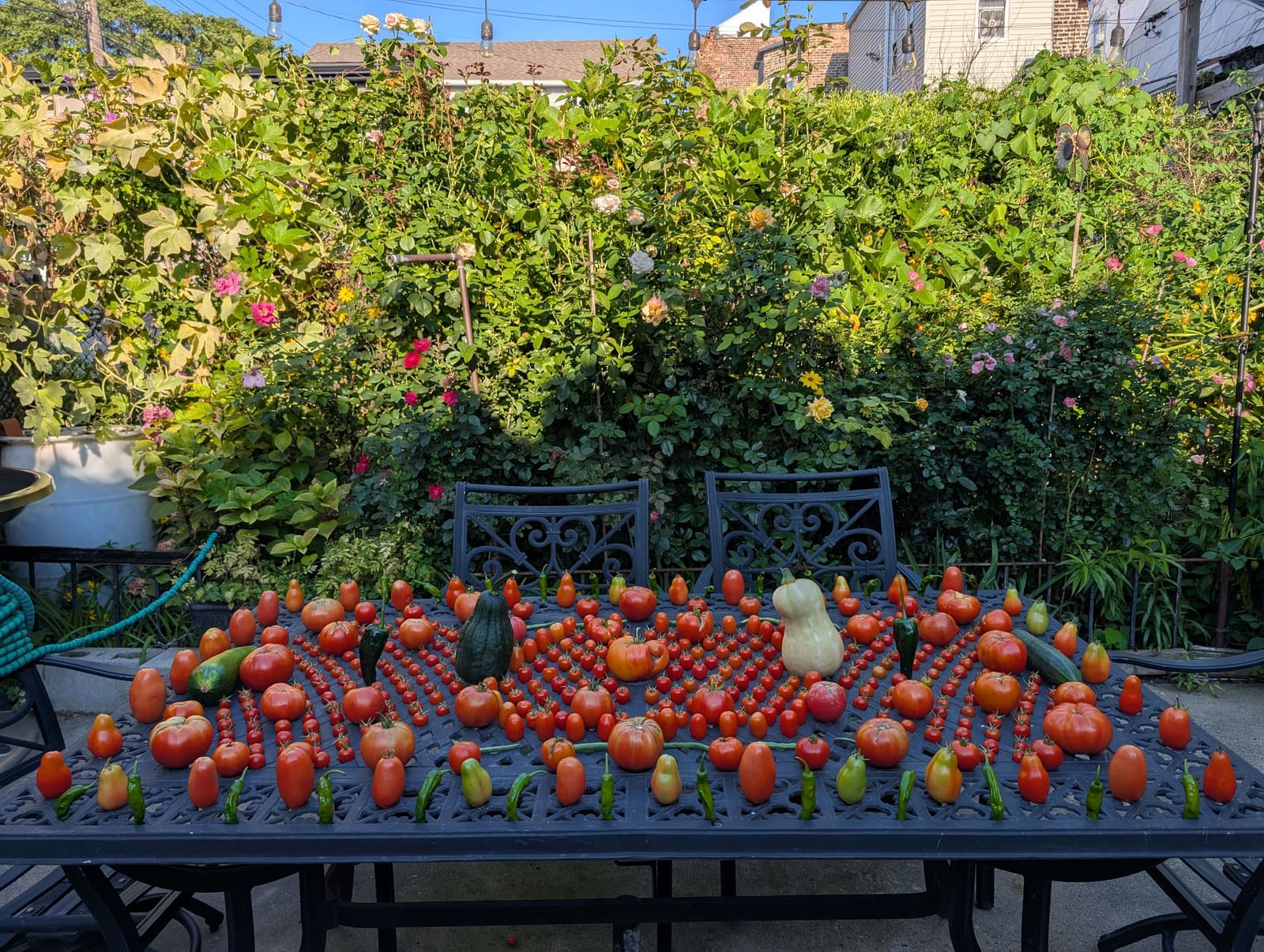The week's harvest arranged on the table. August 2025.