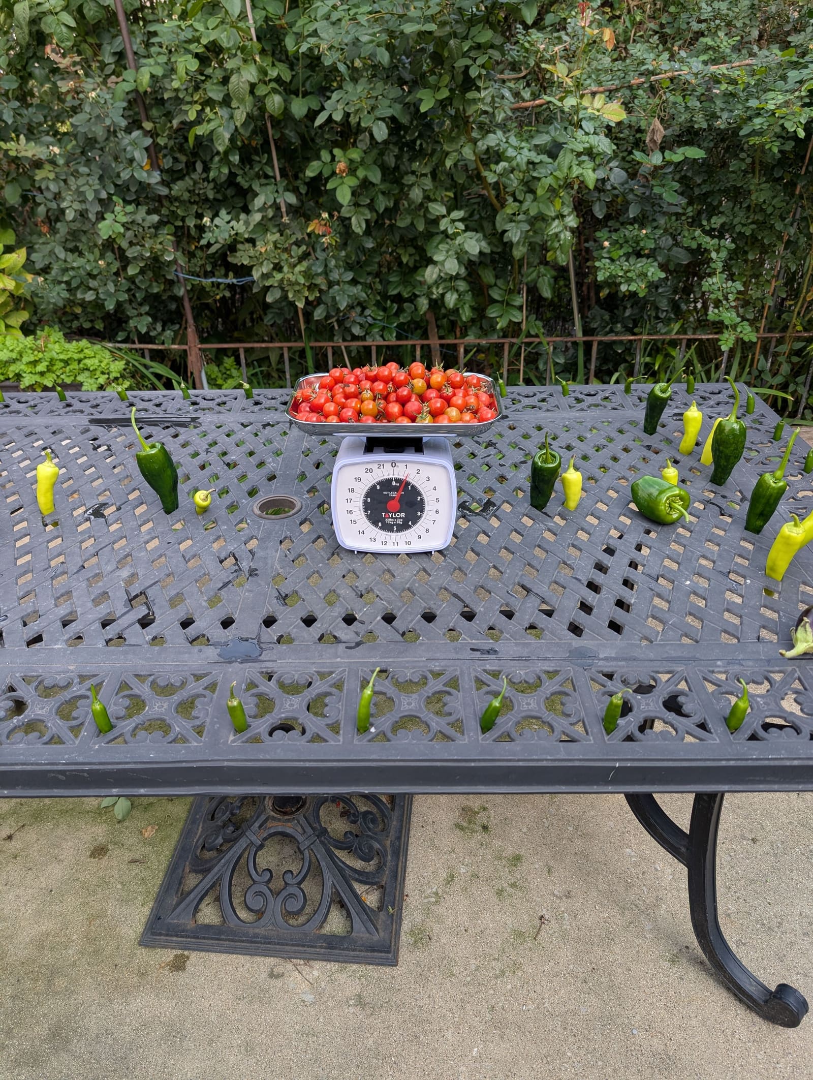 The week's harvest arranged on the table, with the scale in frame. October 2025.