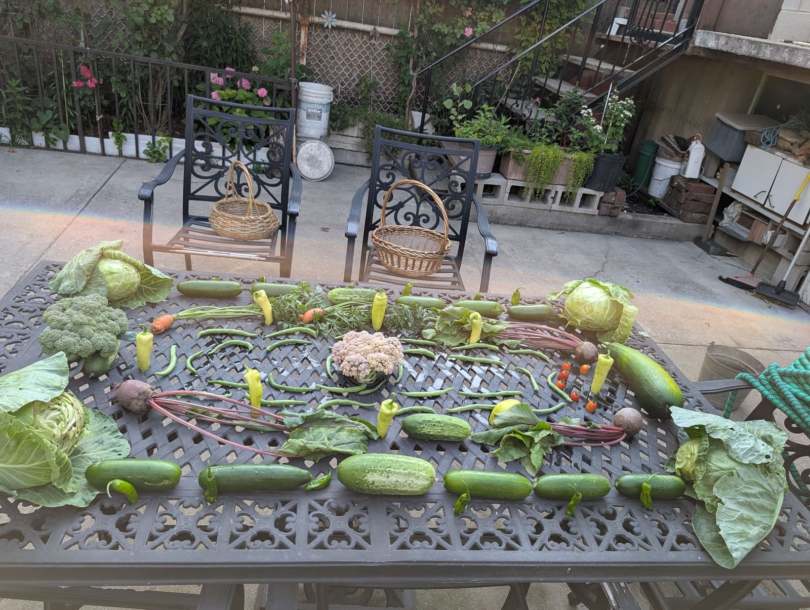 The week's harvest arranged on the table. July 2025.
