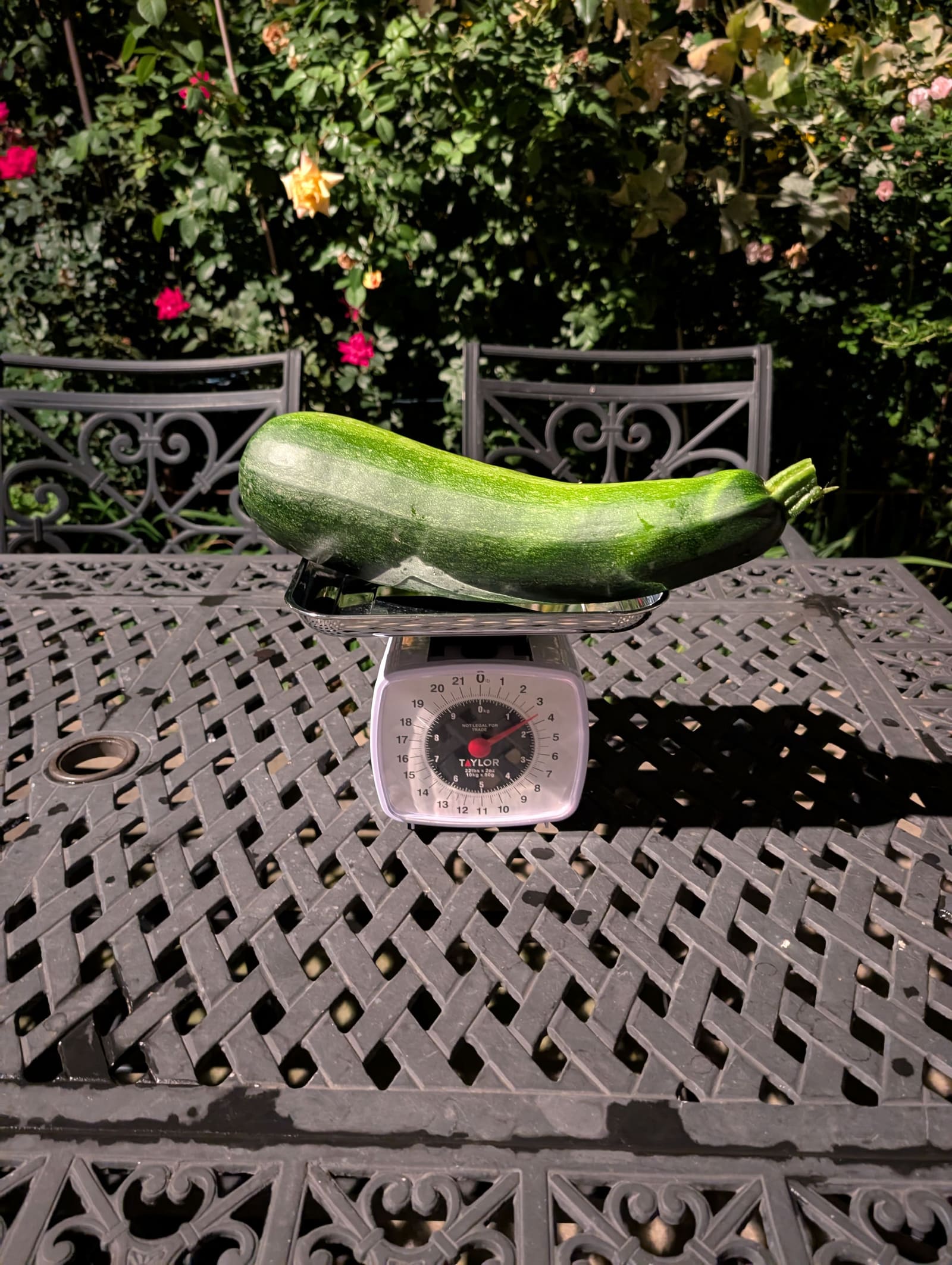 The week's harvest arranged on the table, with the scale in frame. September 2025.