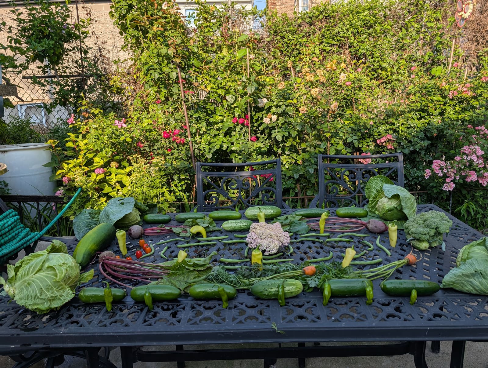 The week's harvest arranged on the table. July 2025.