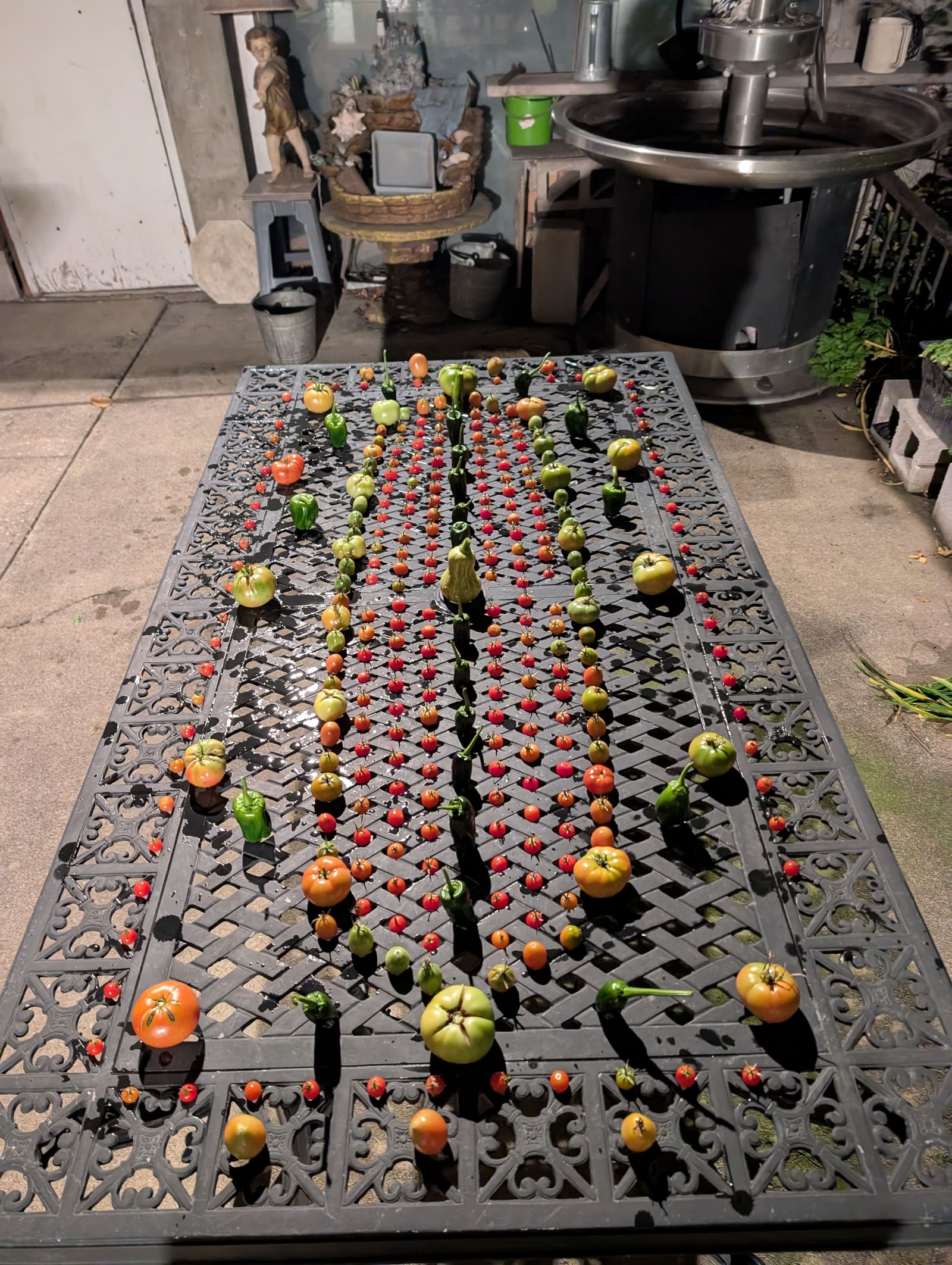 The week's harvest arranged on the table. November 2025.