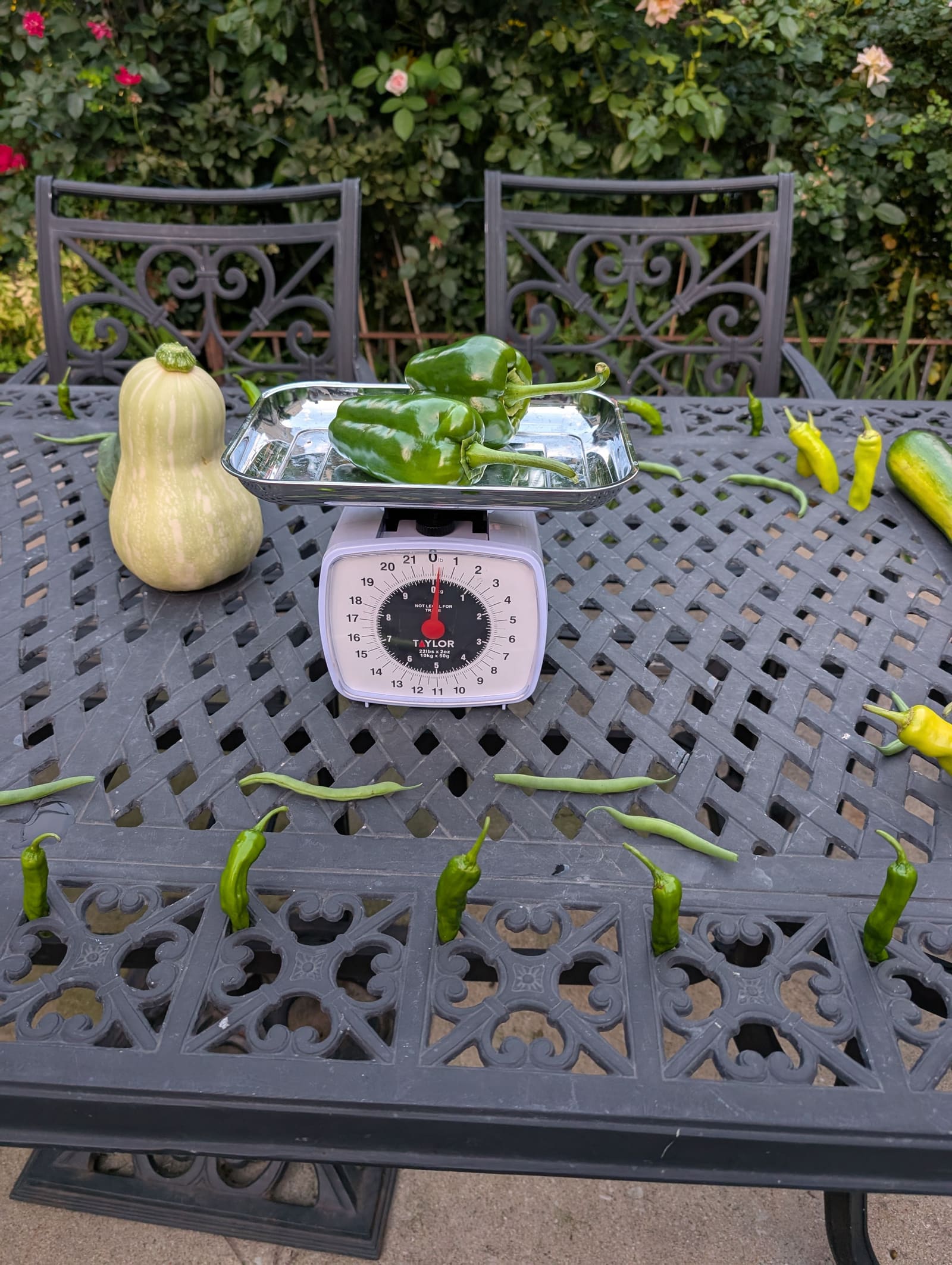 The week's harvest arranged on the table, with the scale in frame. September 2025.