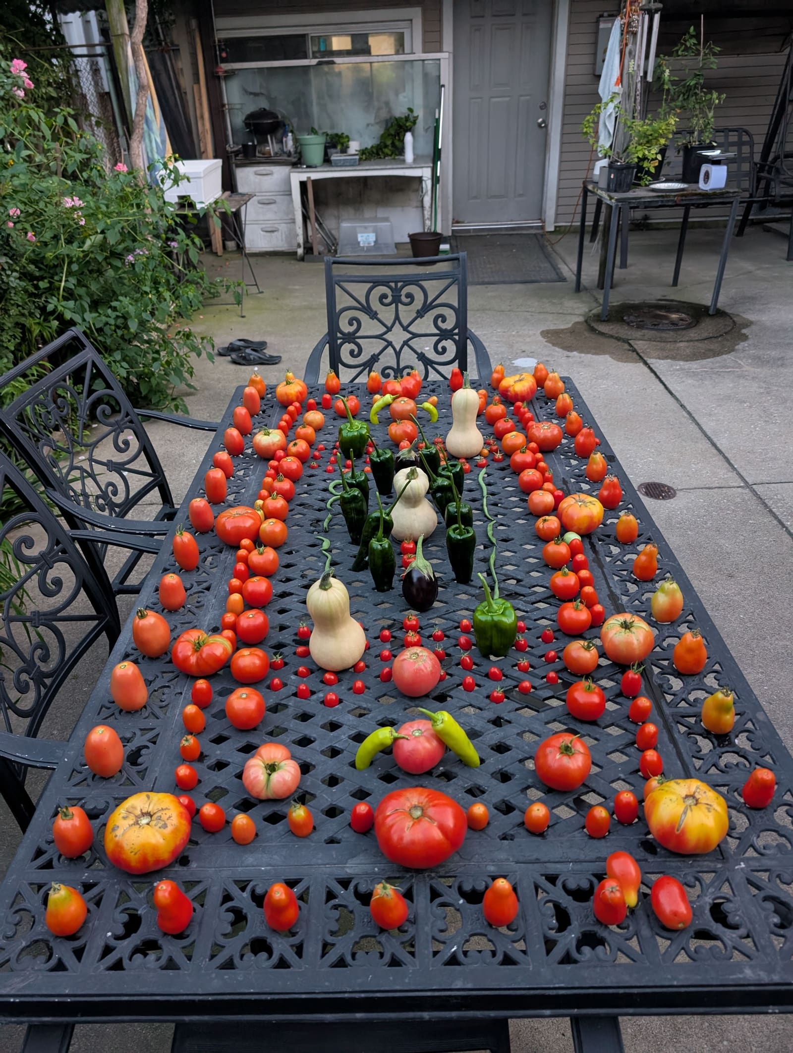 The week's harvest arranged on the table. August 2025.
