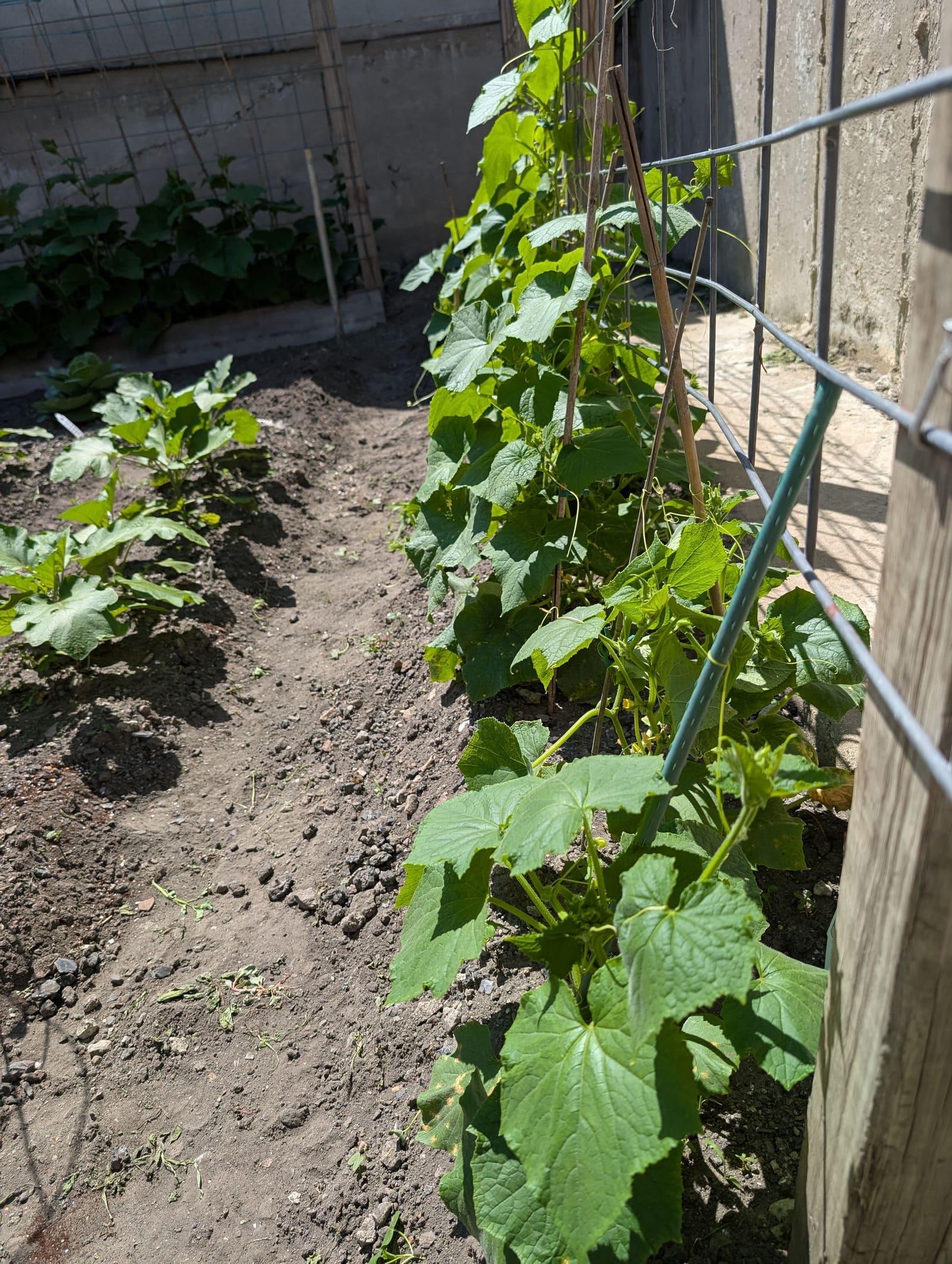 Growing on the ridge. June 2025.