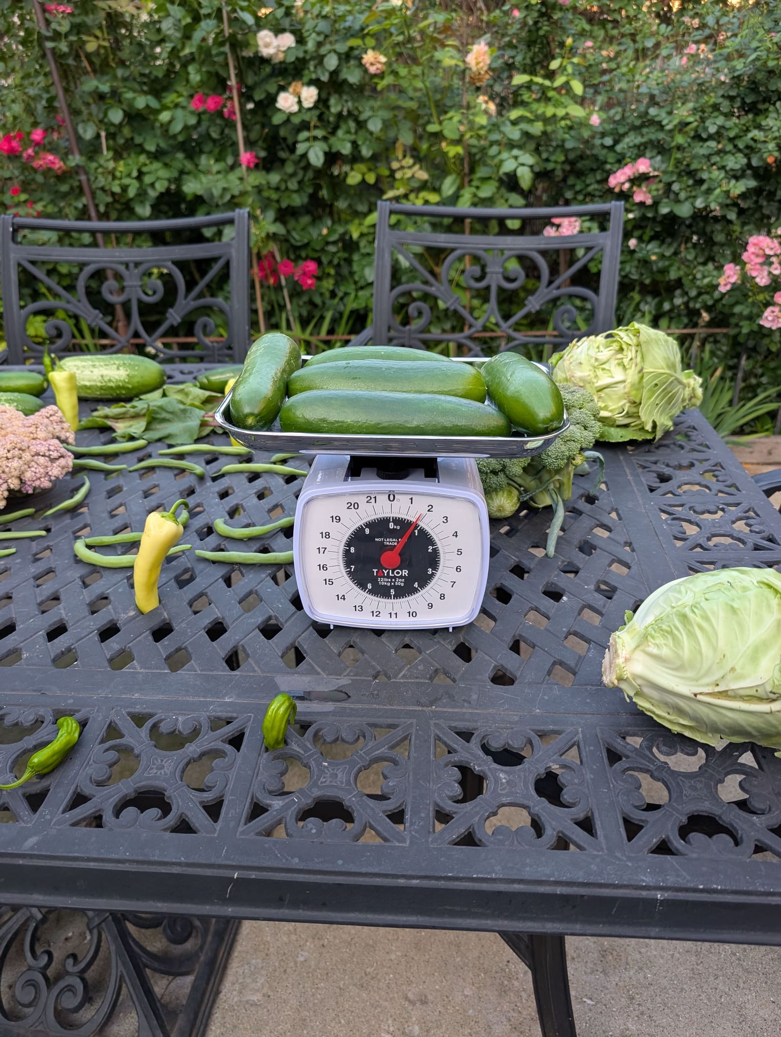 The week's harvest arranged on the table, with the scale in frame. July 2025.