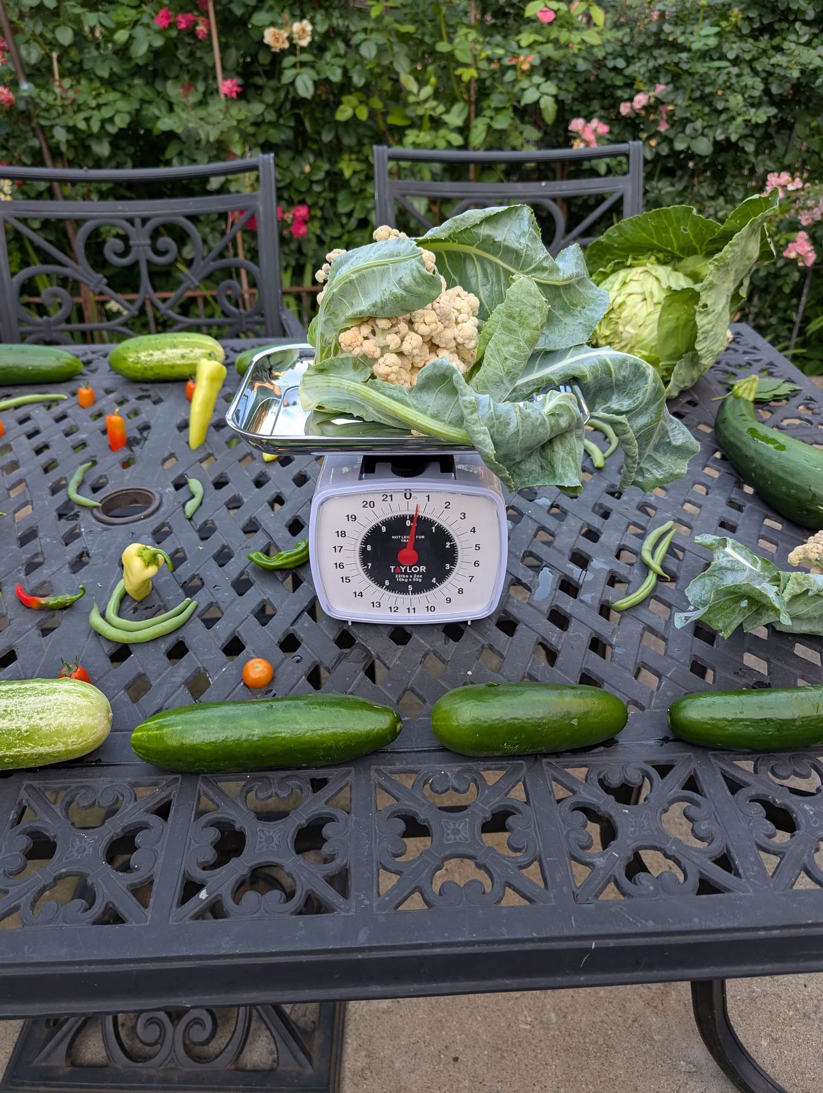 The week's harvest arranged on the table, with the scale in frame. July 2025.