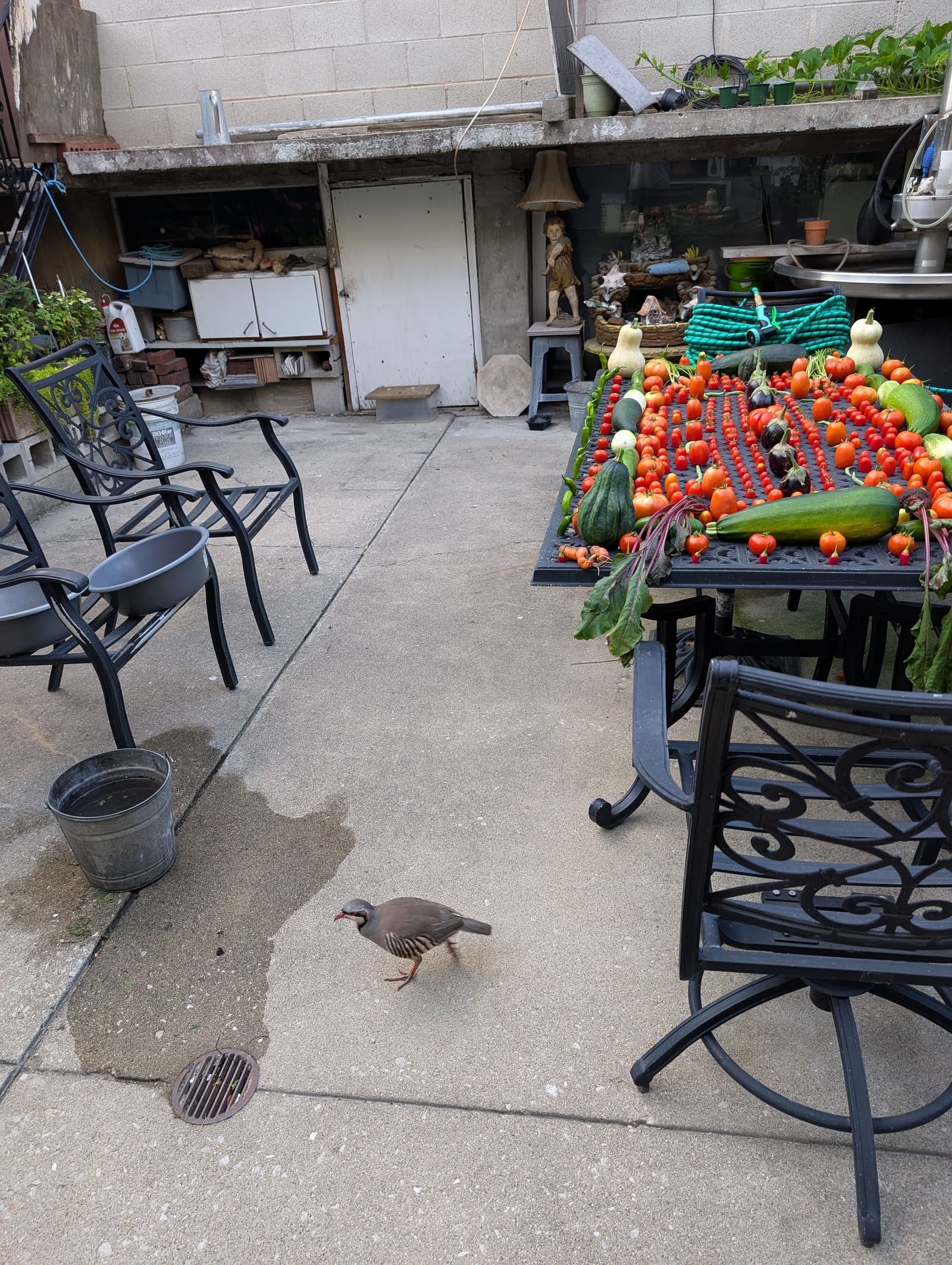 The week's harvest arranged on the table. August 2025.