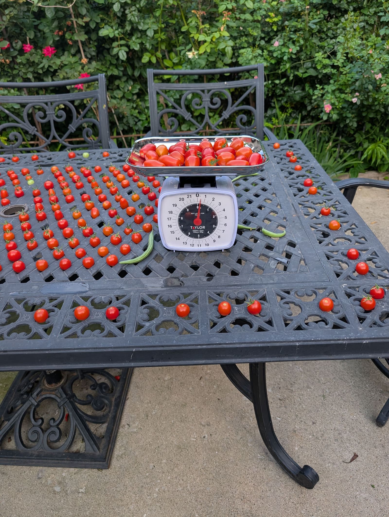 The week's harvest arranged on the table, with the scale in frame. August 2025.
