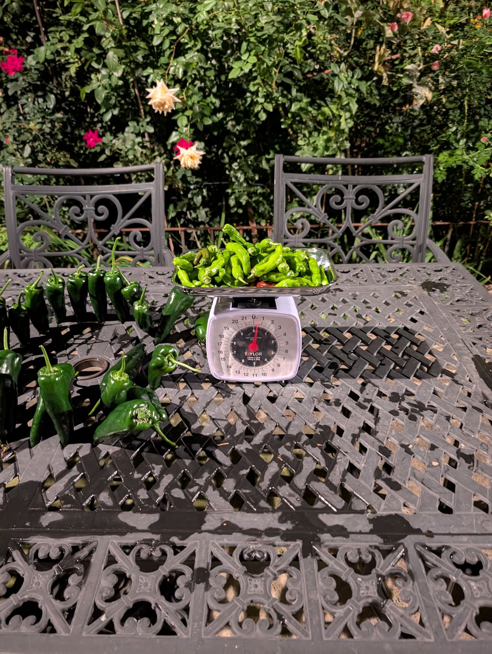 The week's harvest arranged on the table, with the scale in frame. September 2025.