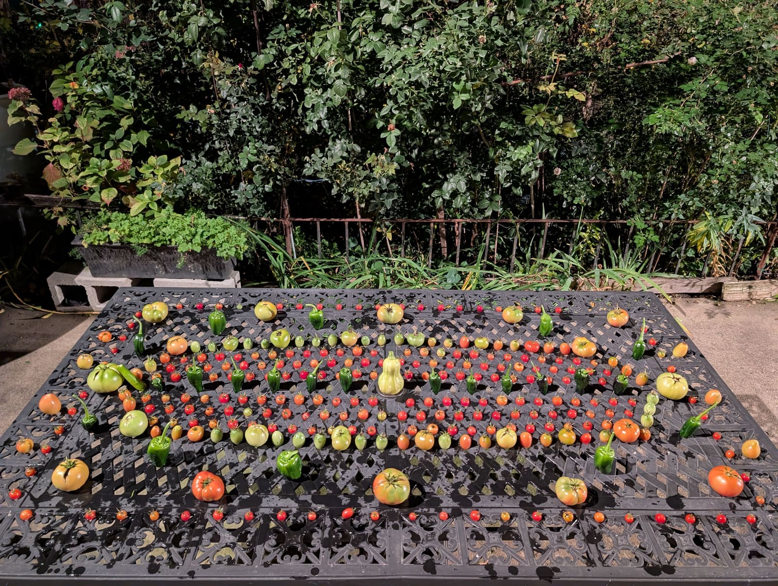 The week's harvest arranged on the table. November 2025.