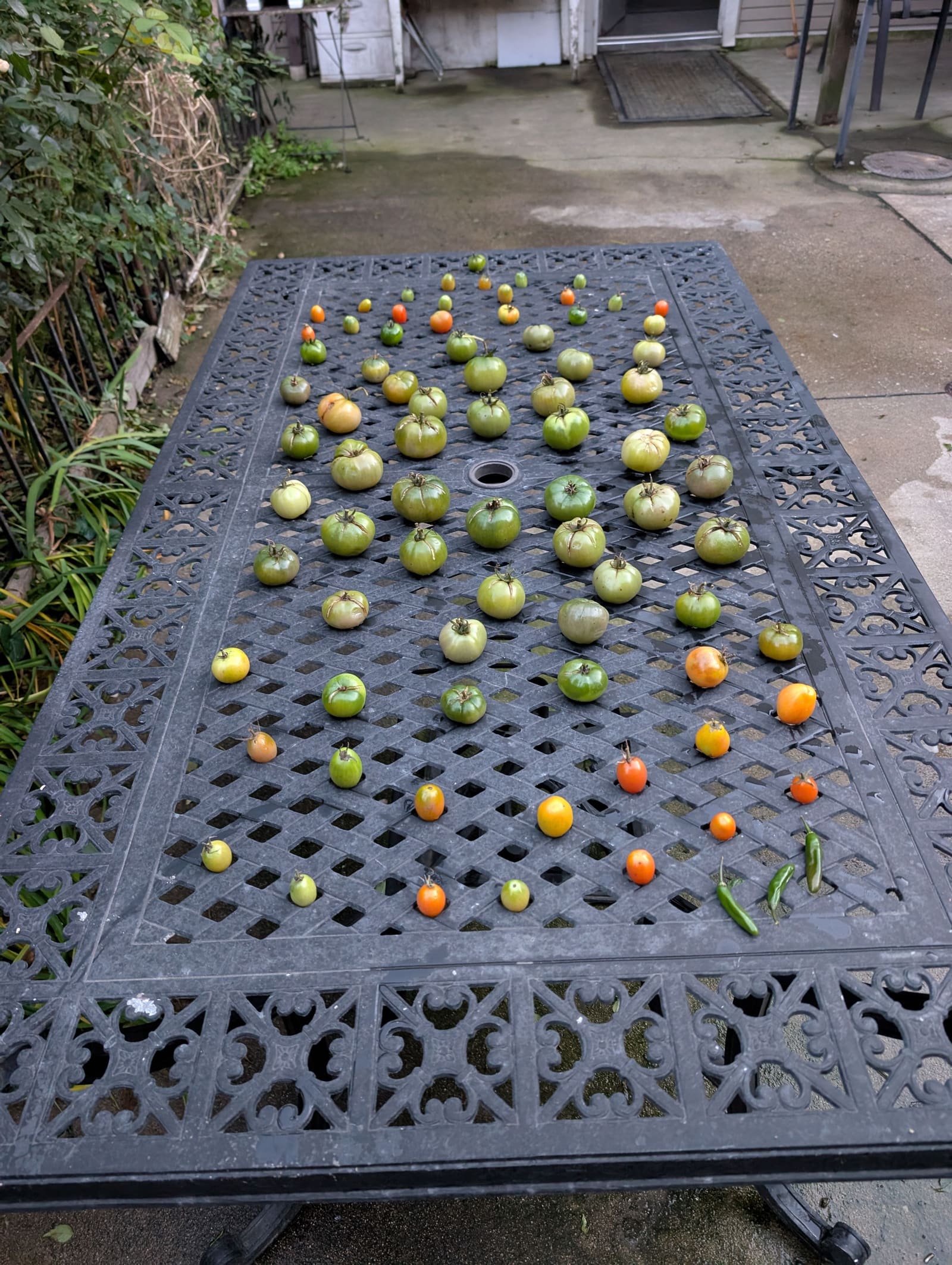 The week's harvest arranged on the table. November 2025.